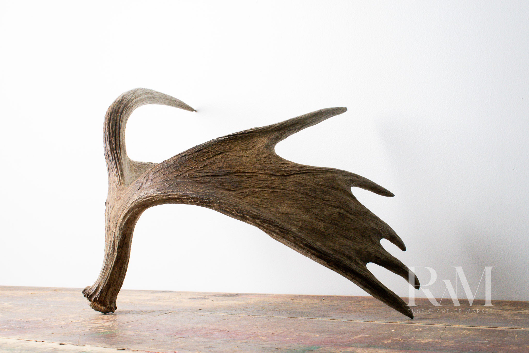 Moose Antler | DF 08