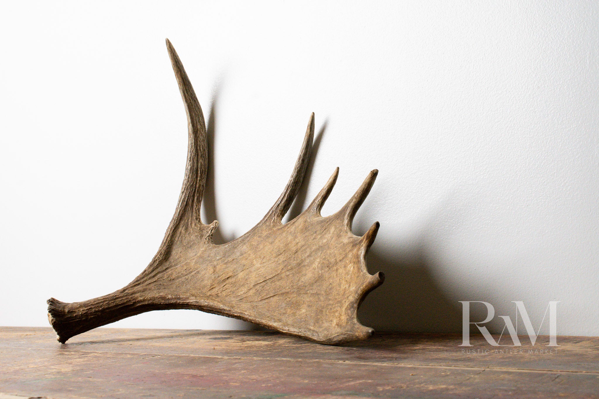Moose Antler | DF 07