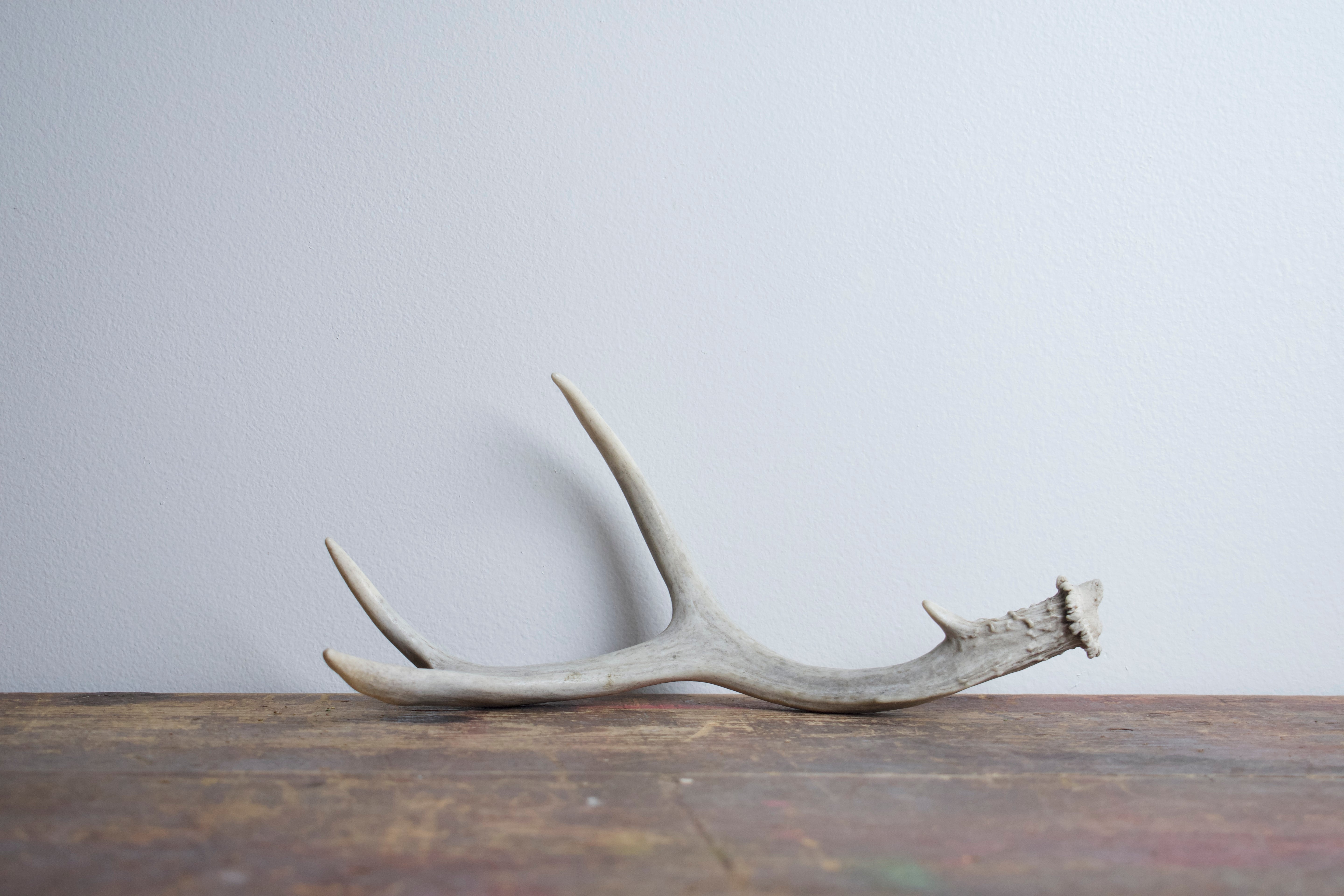 Mule Deer Antler | 24
