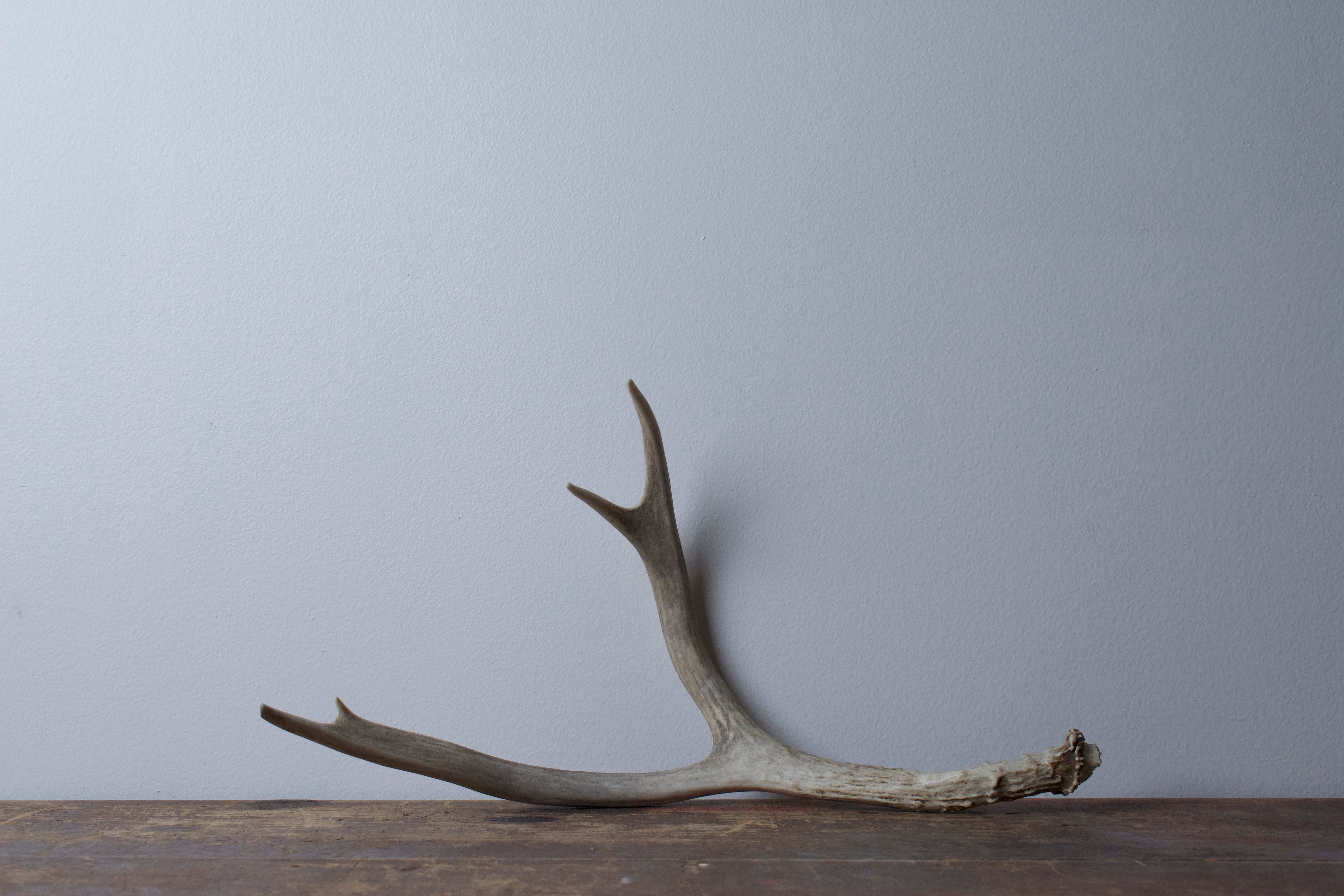 Mule Deer Antler | 29