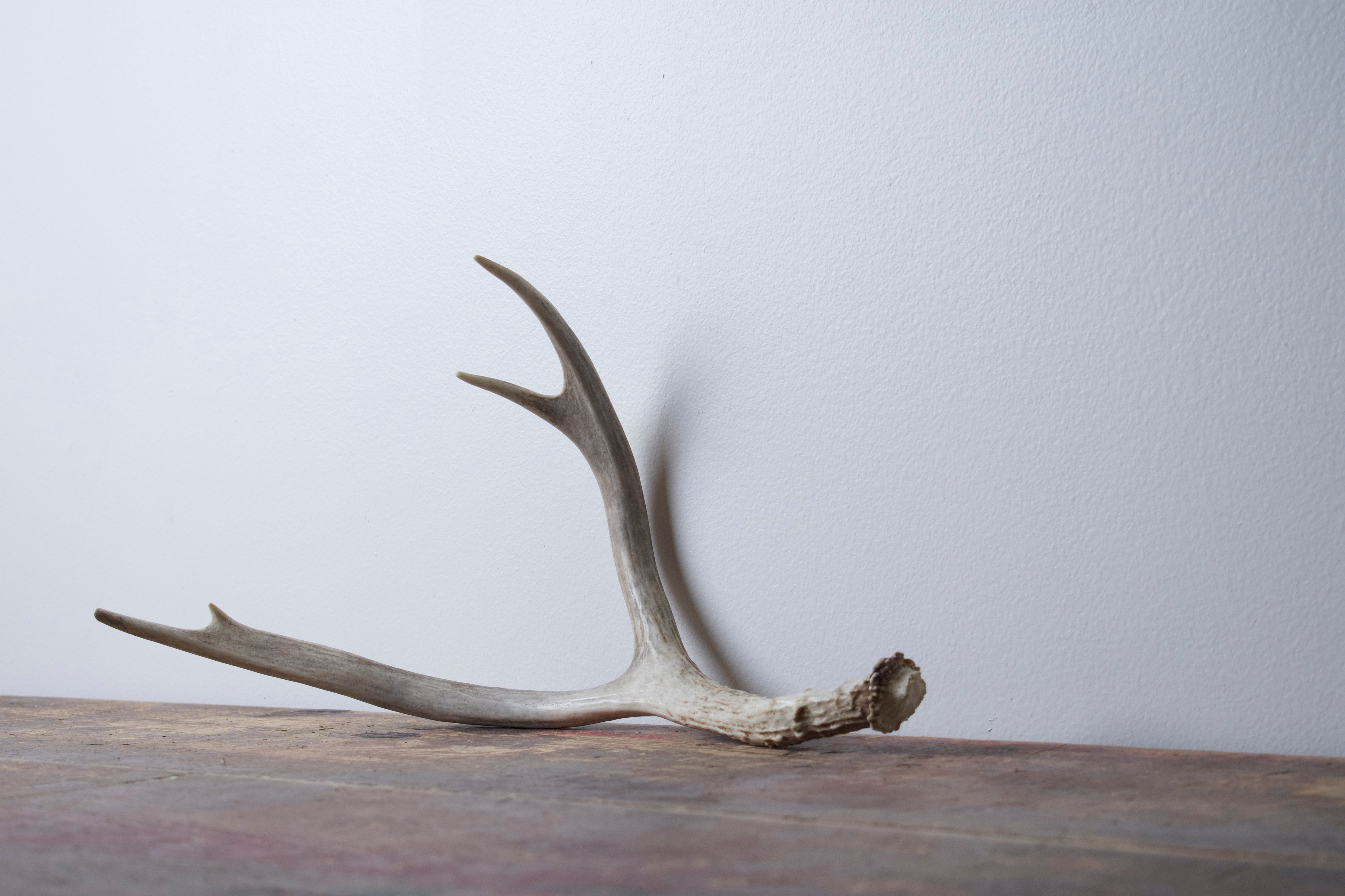 Mule Deer Antler | Medium Size | 29