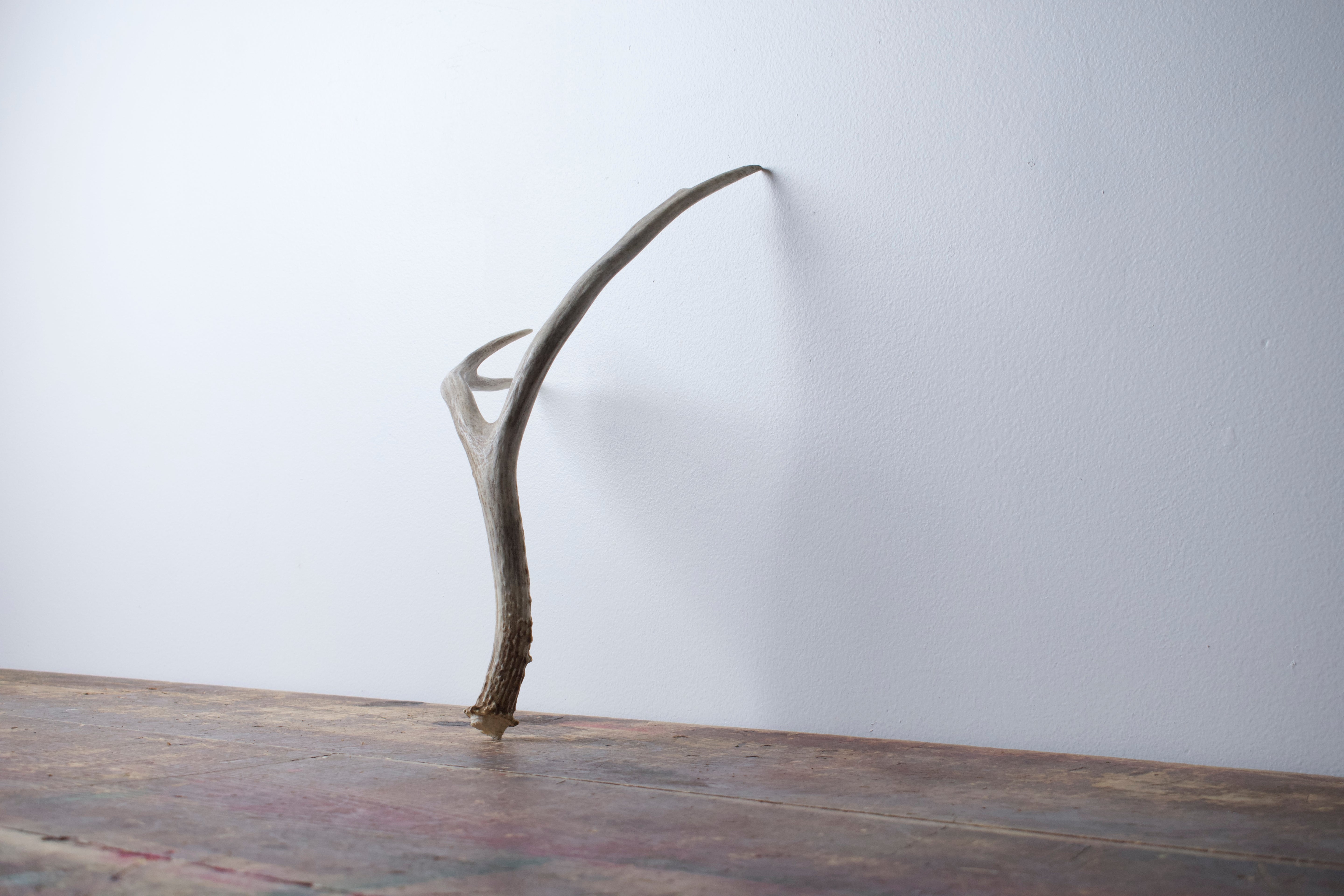 Mule Deer Antler | Medium Size | 29