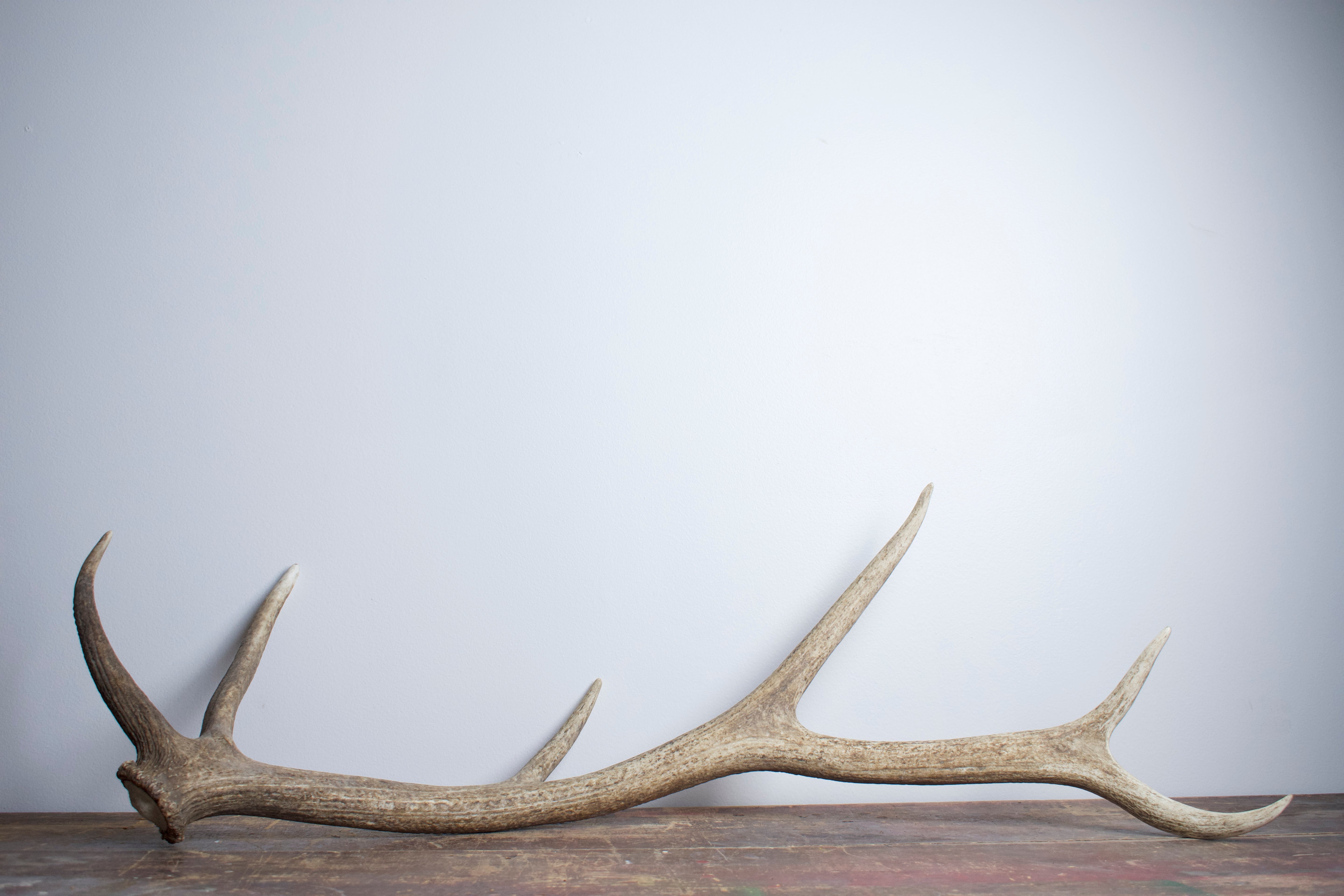 Elk Antler | 29