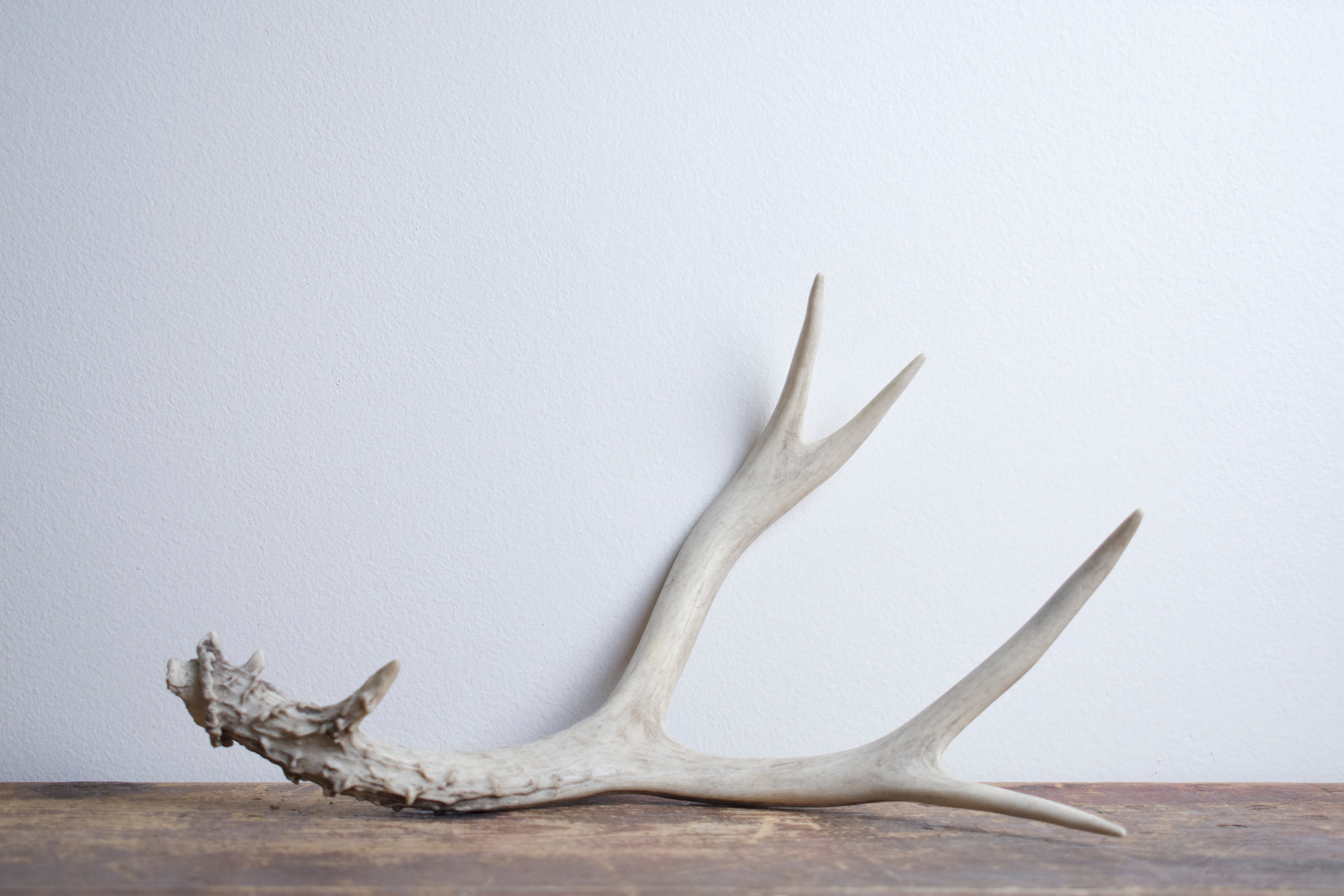 Mule Deer Antler | 30