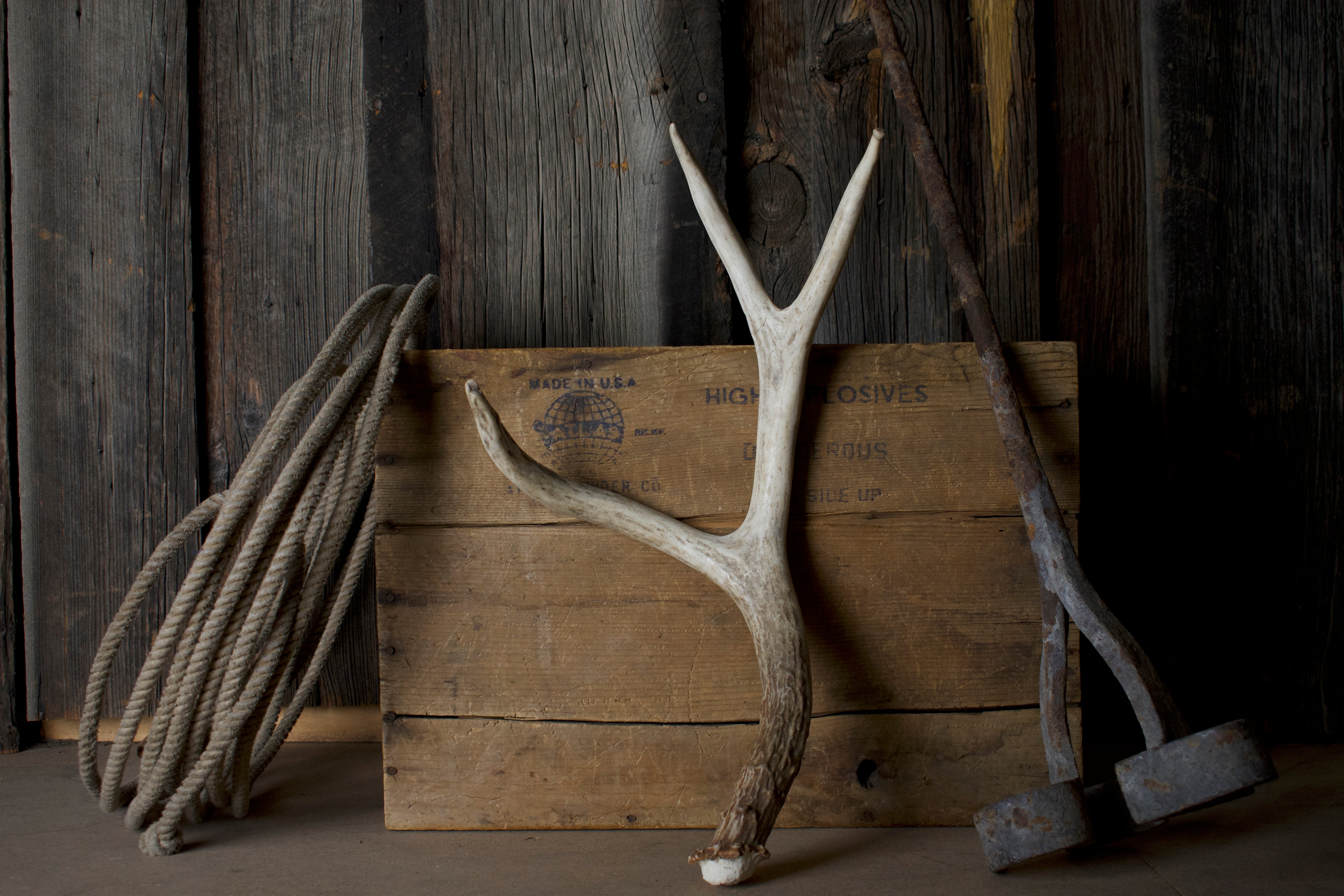 Mule Deer Antler | 31