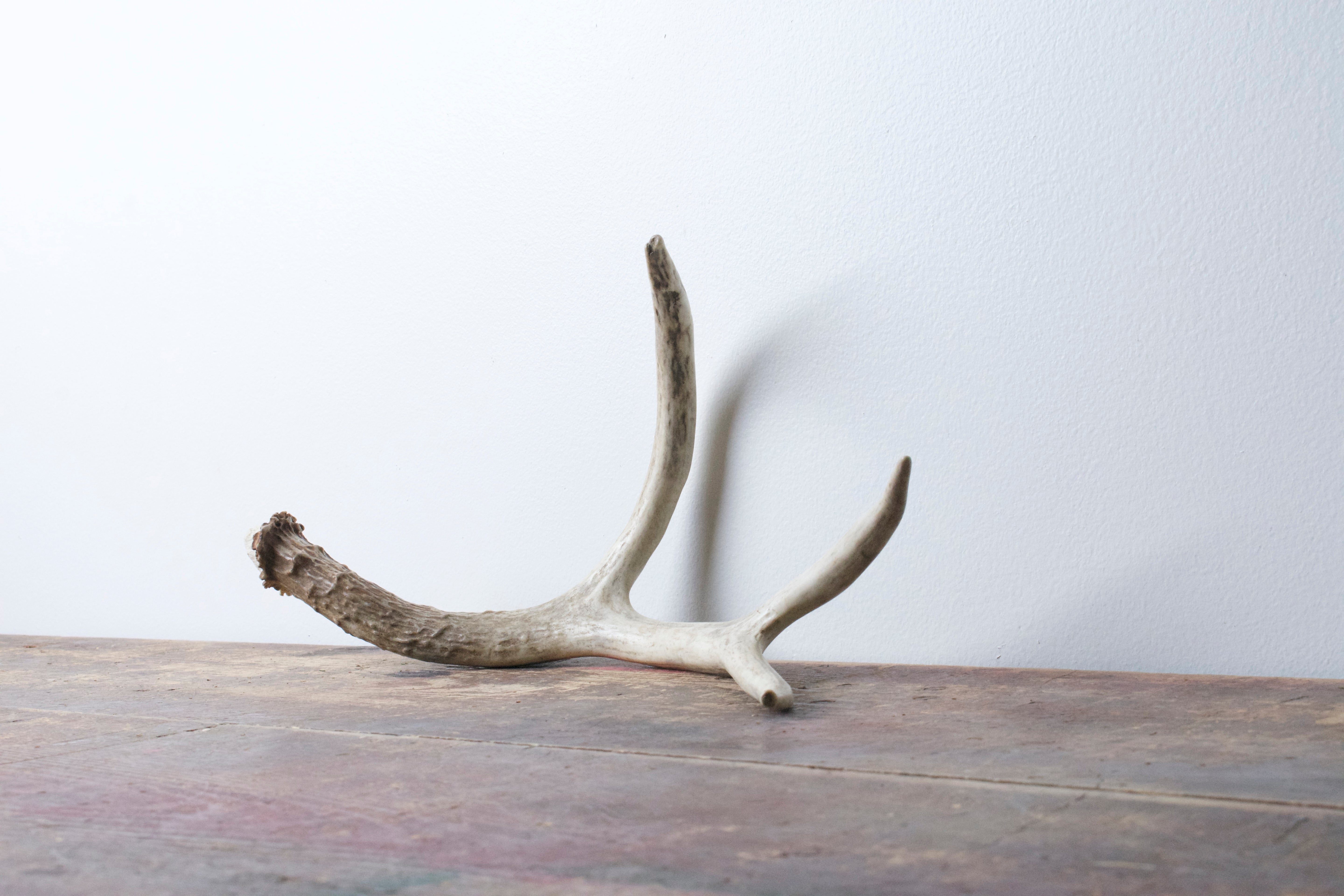 Mule Deer Antler | Medium Size | 31