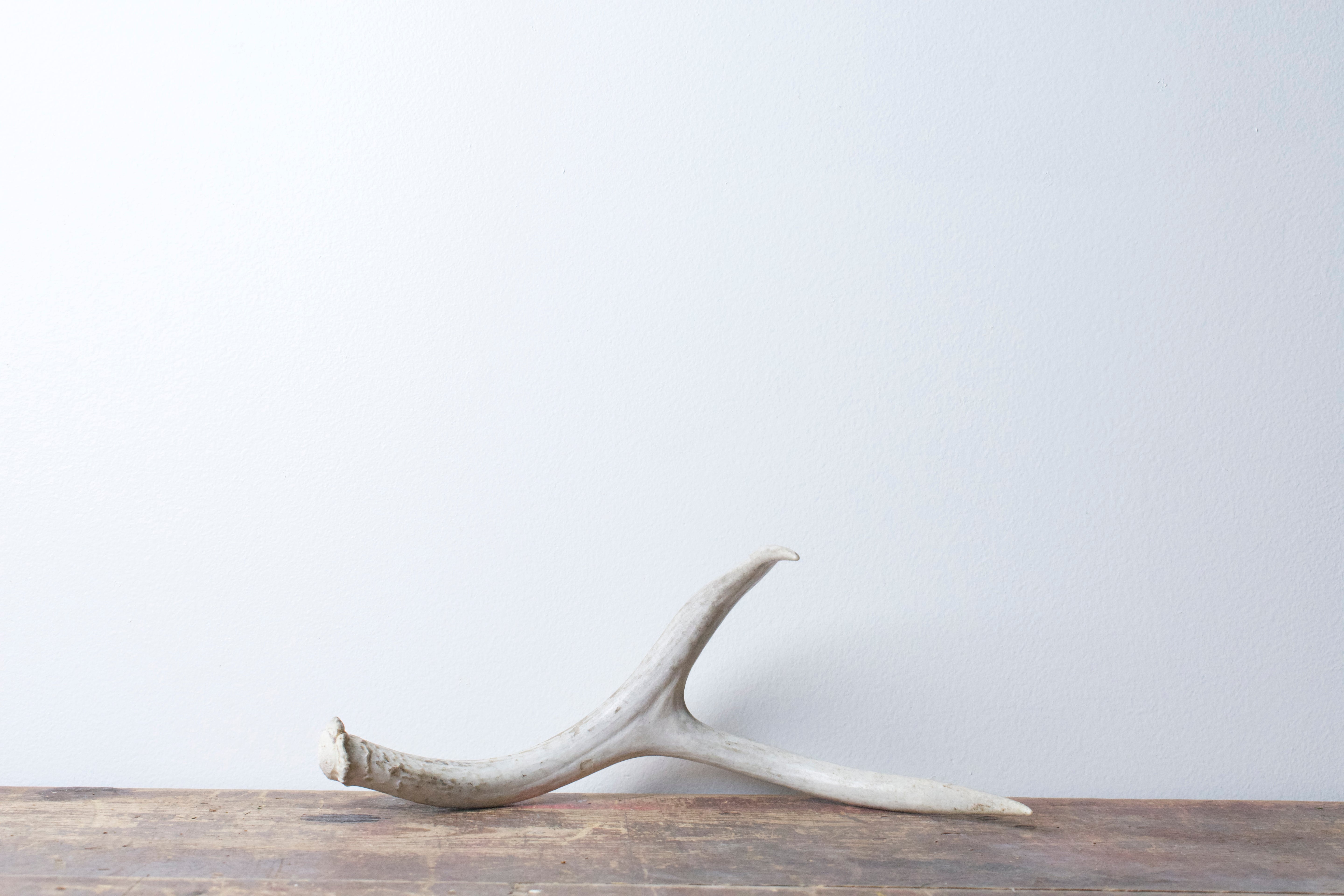 Mule Deer Antler | 32