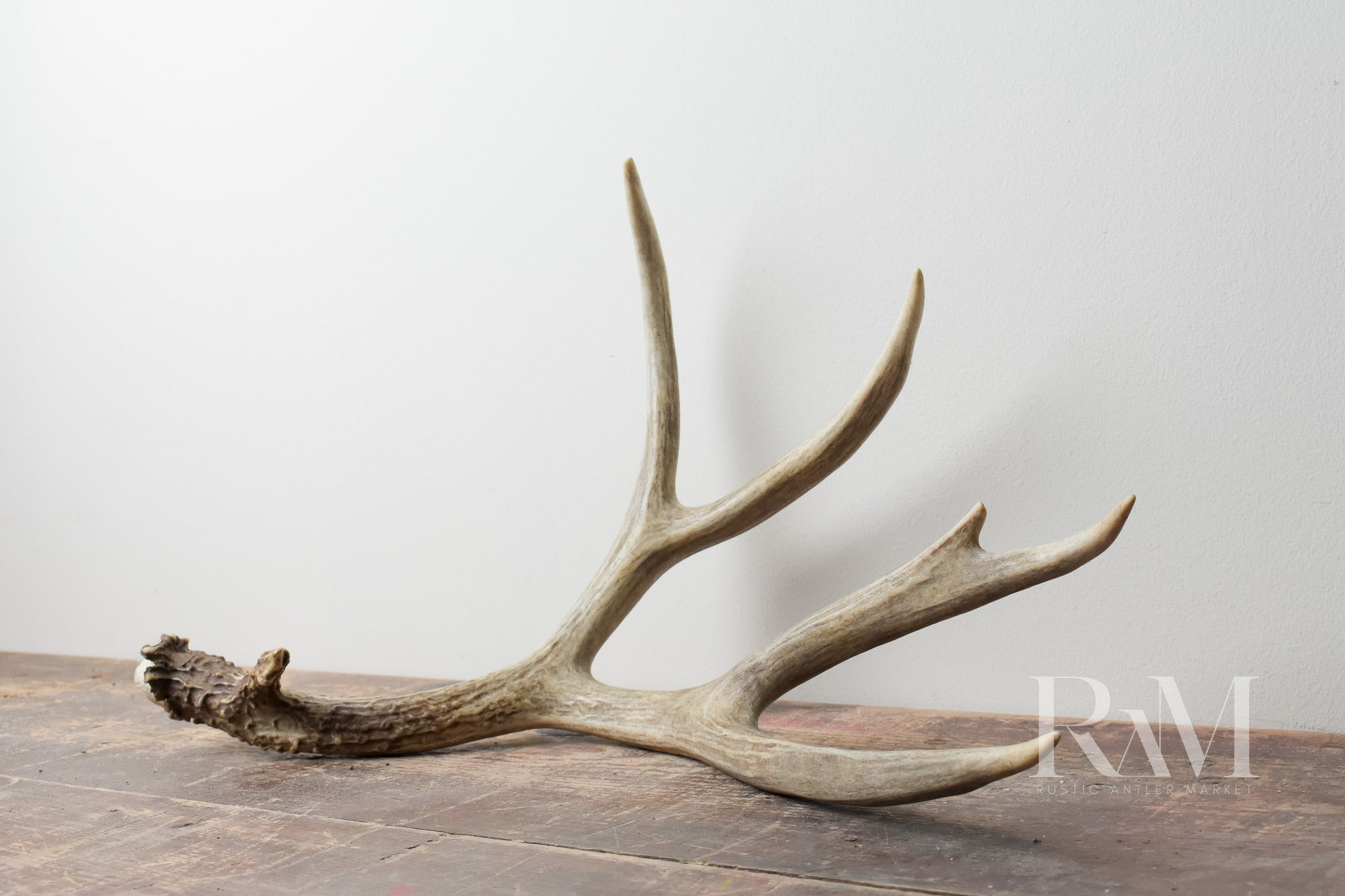 Mule Deer | DF 04