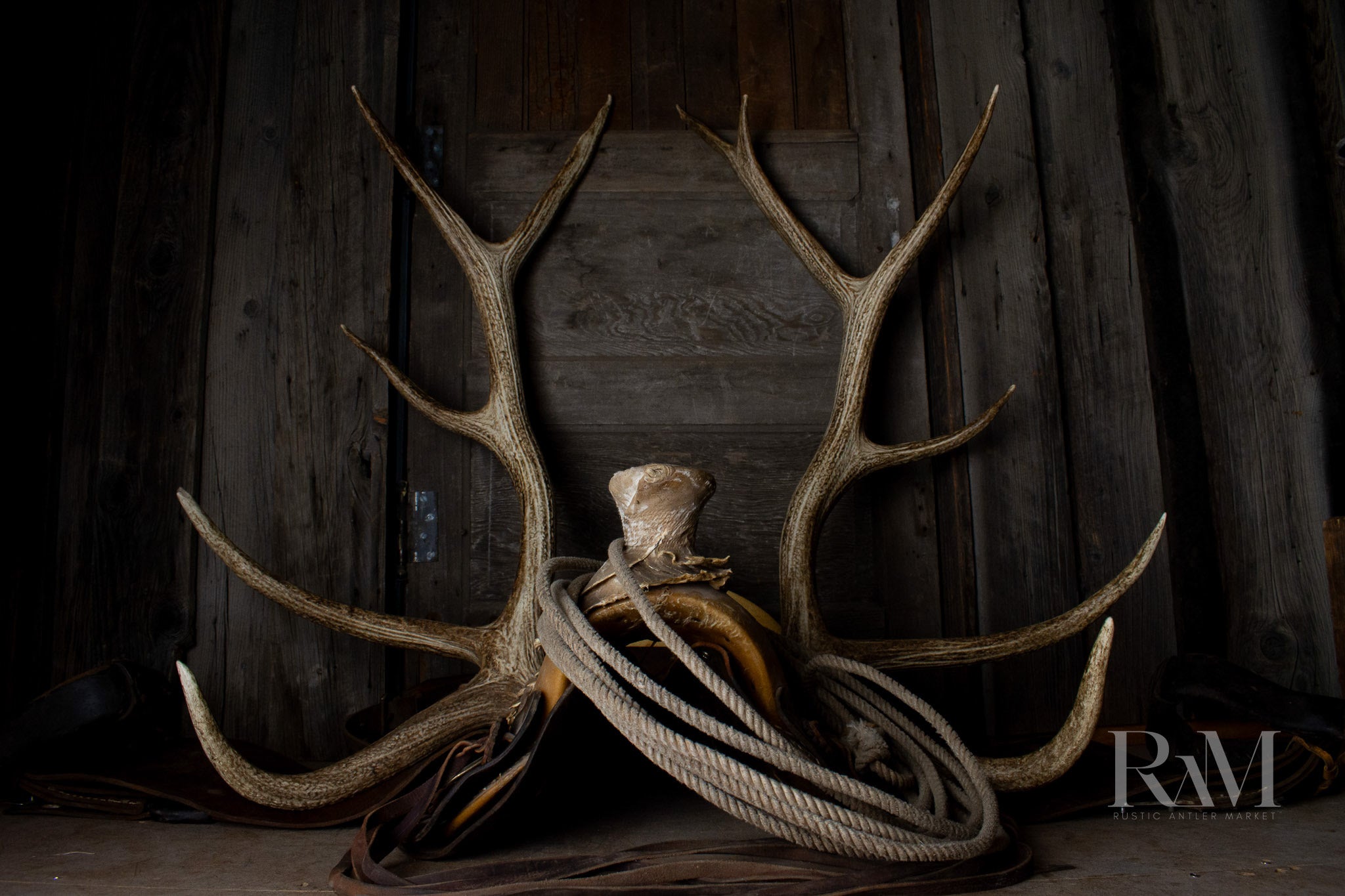 Elk Antler | DF 54