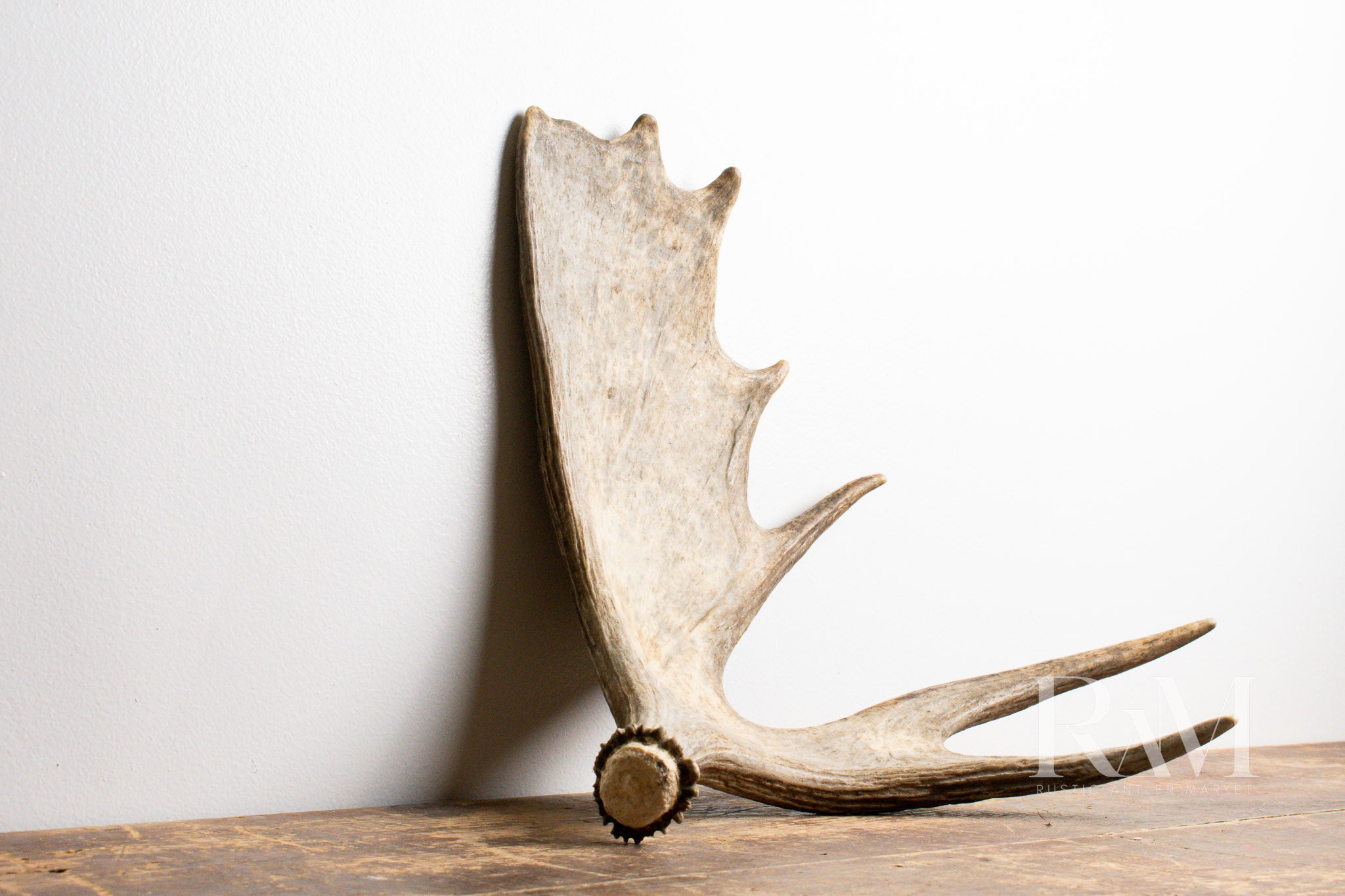 Moose Antler DF | 09