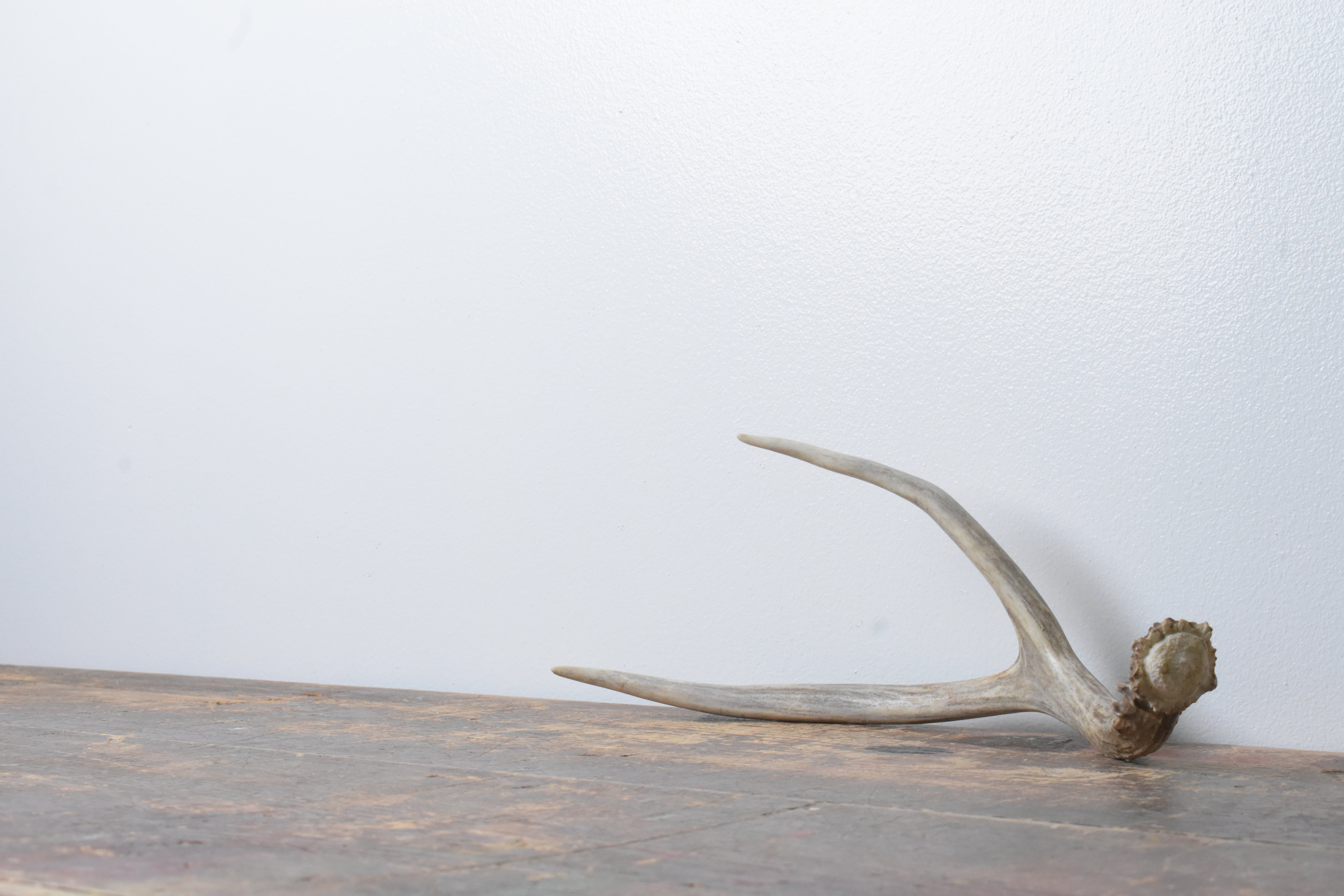 Mule Deer Antler | 37