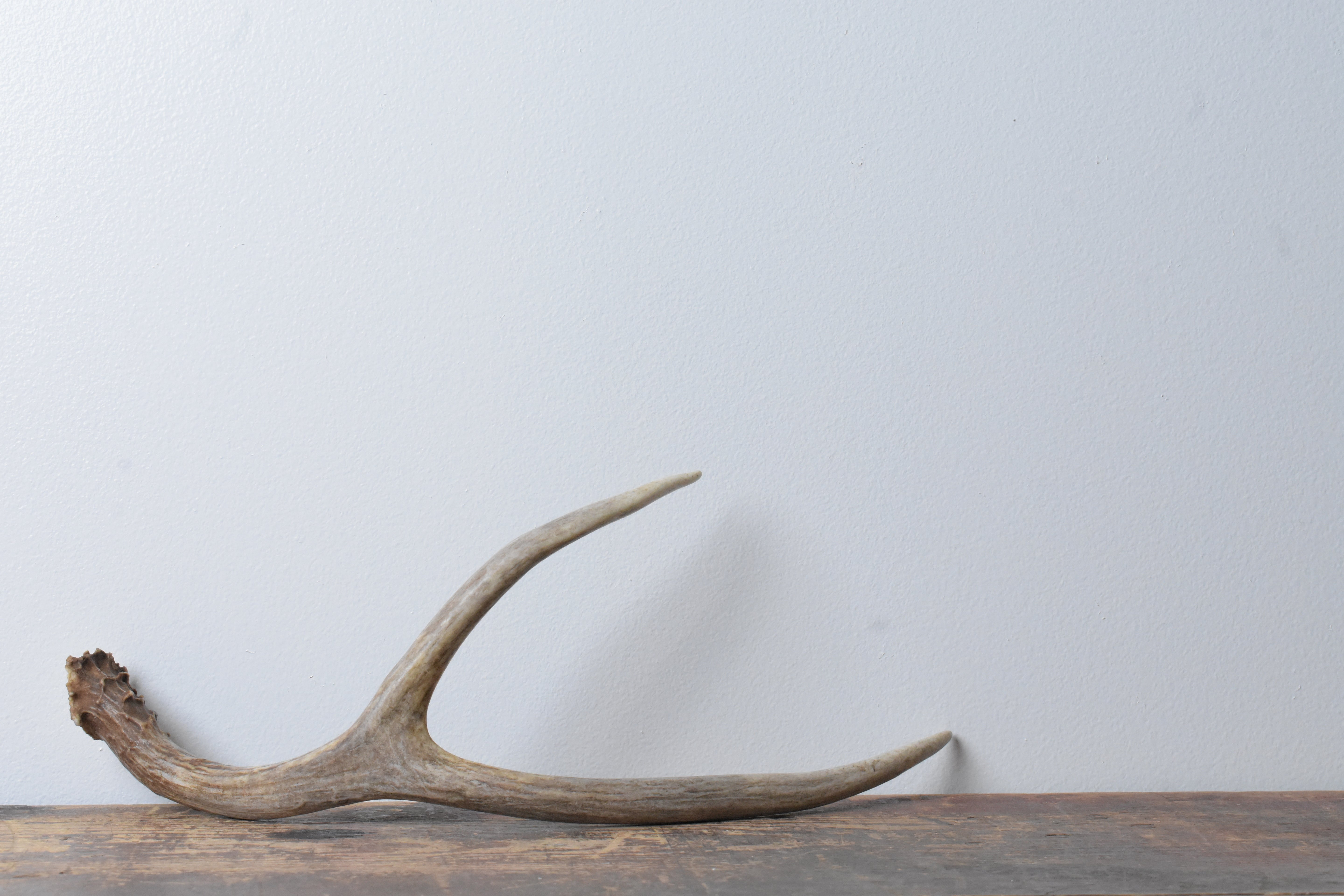 Mule Deer Antler | Medium Size | 37