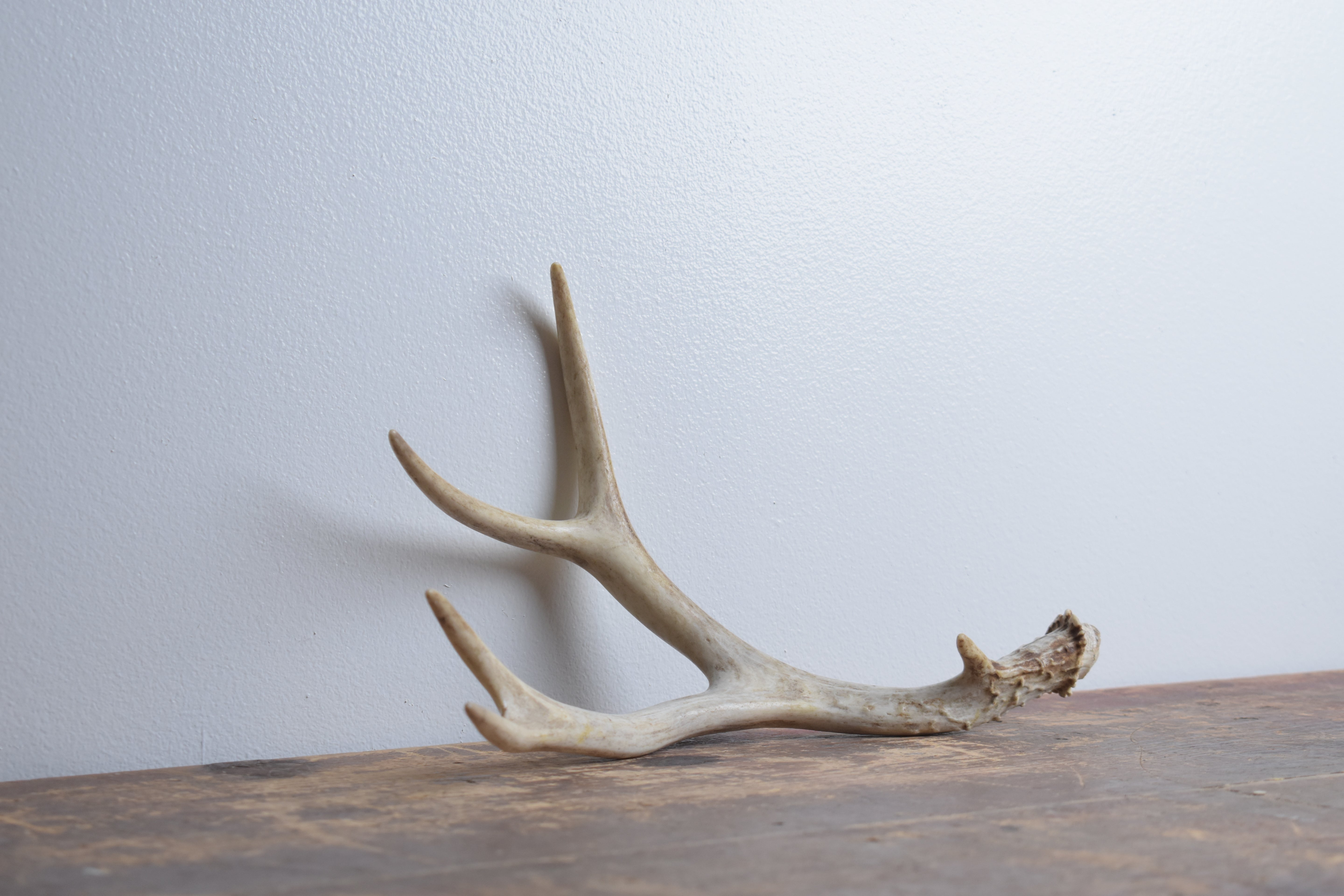 Mule Deer Antler | Small Size | 44