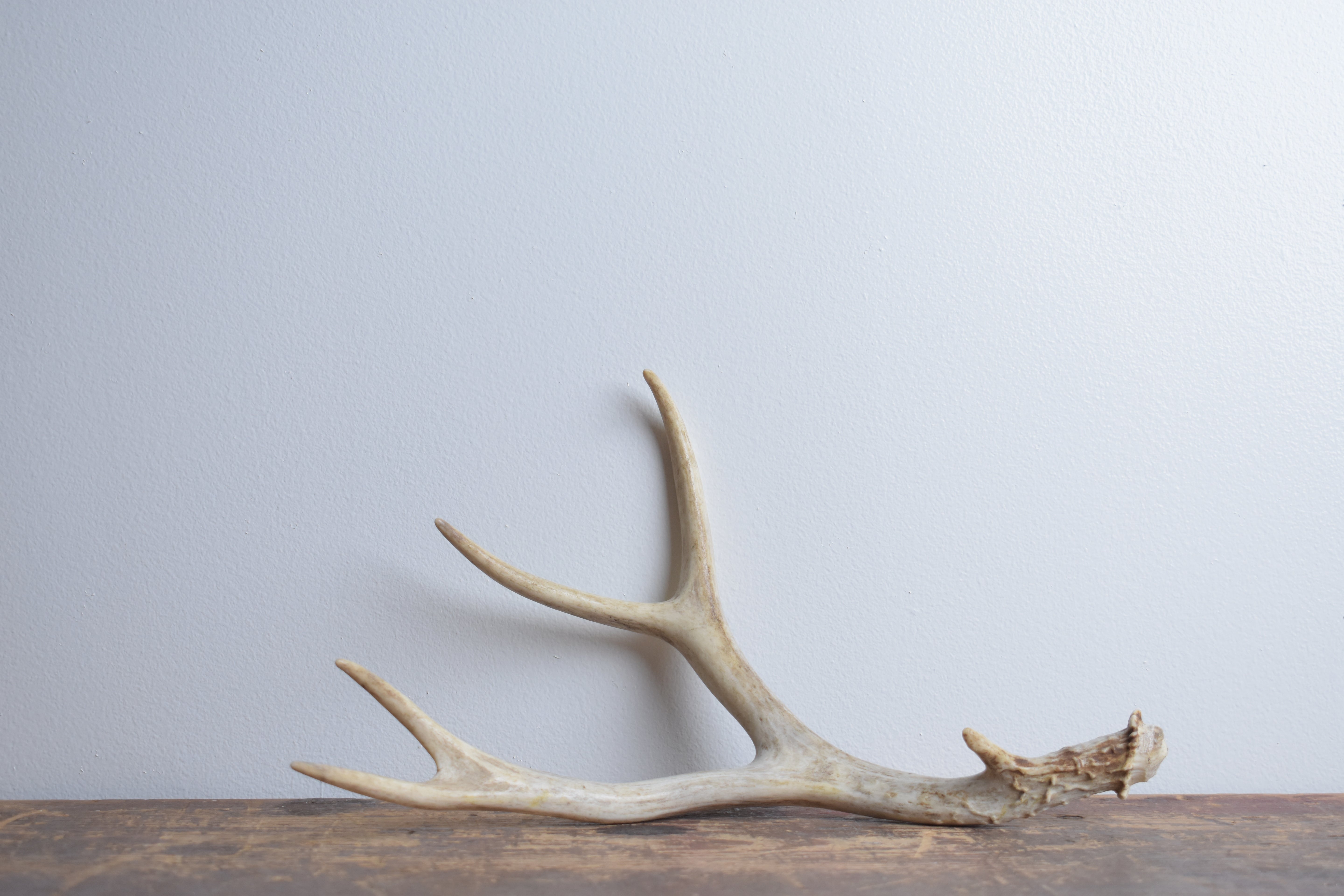 Mule Deer Antler | 44