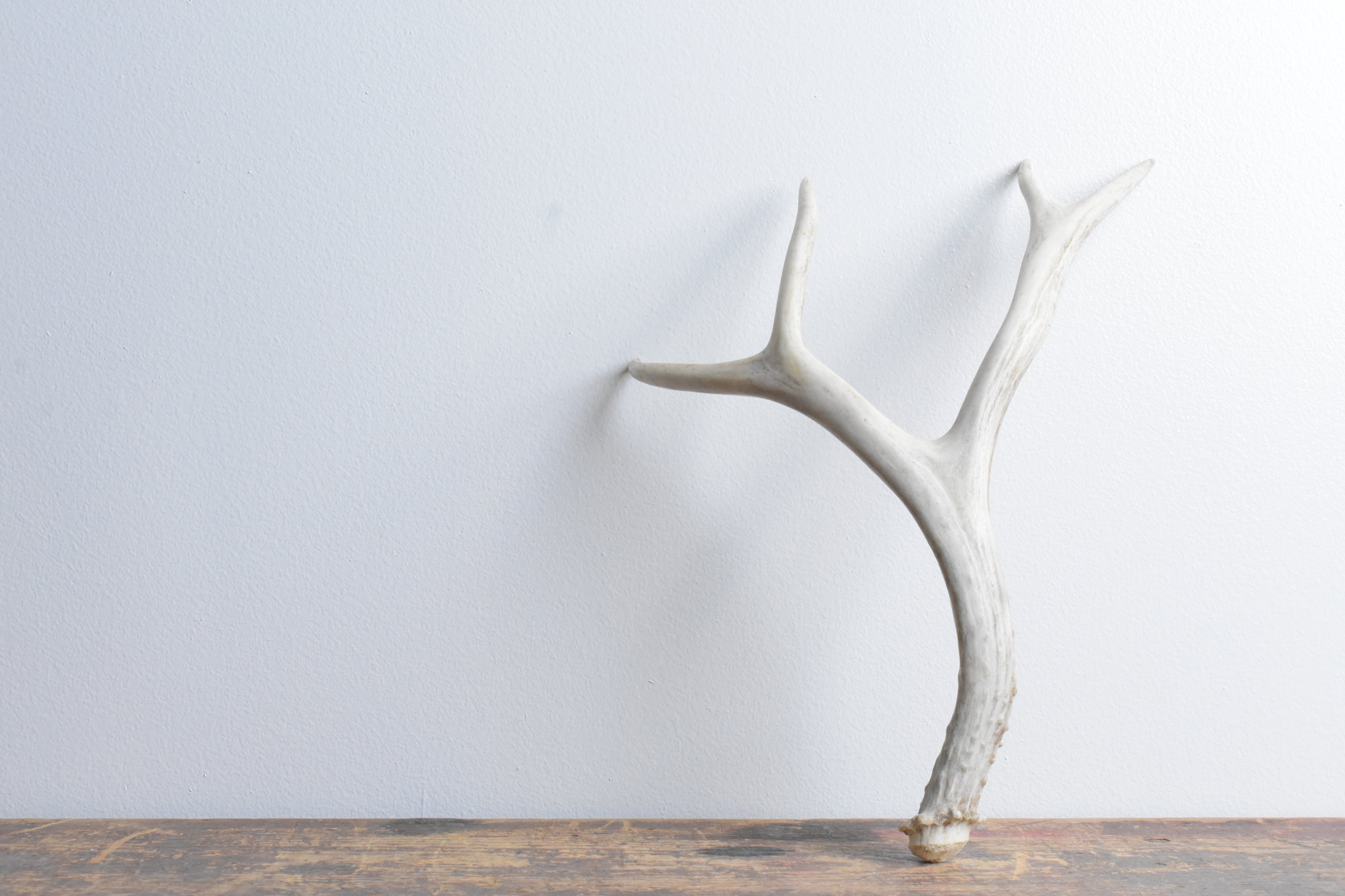 Mule Deer Antler | Small Size | 44