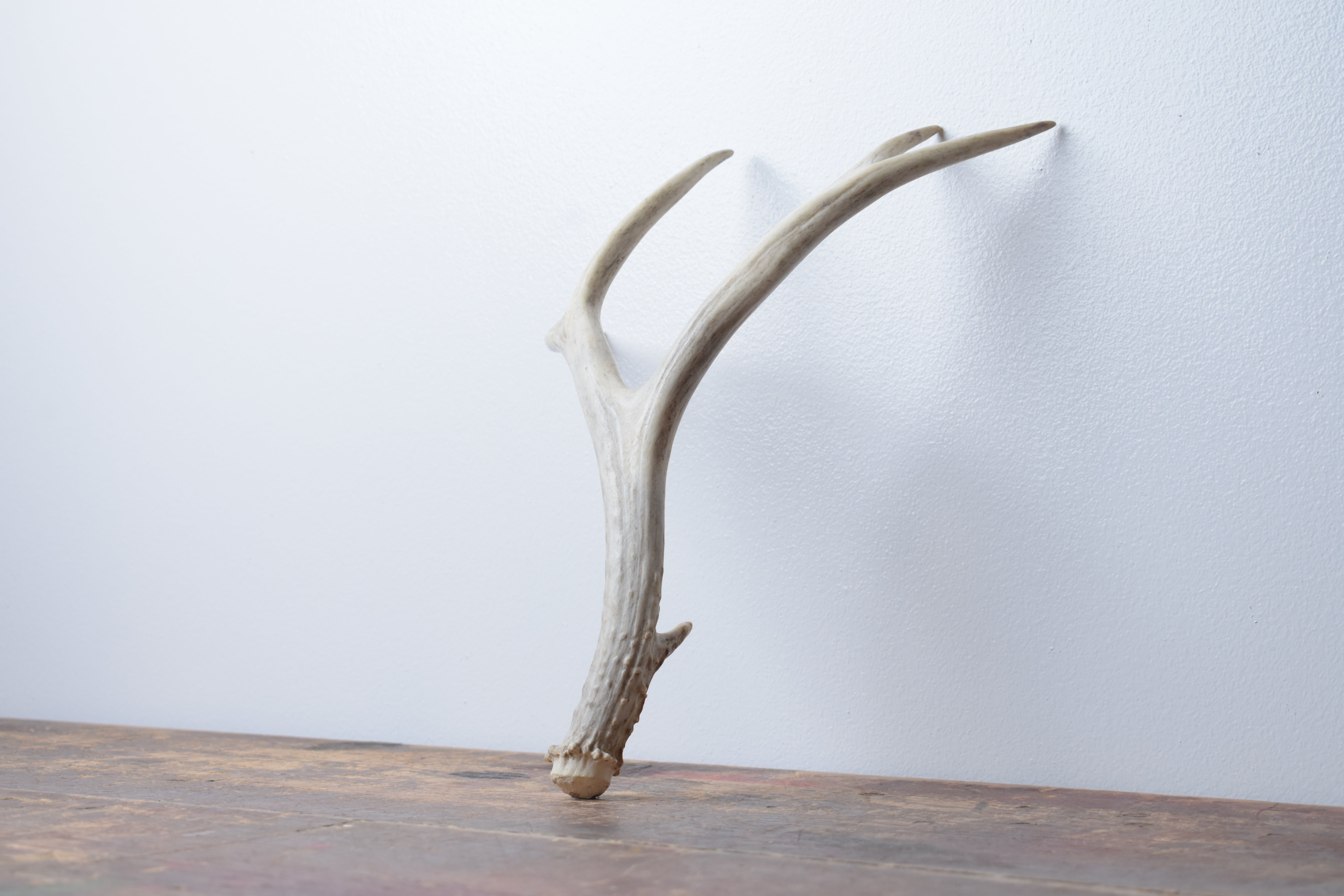 Mule Deer Antler | Small Size | 44