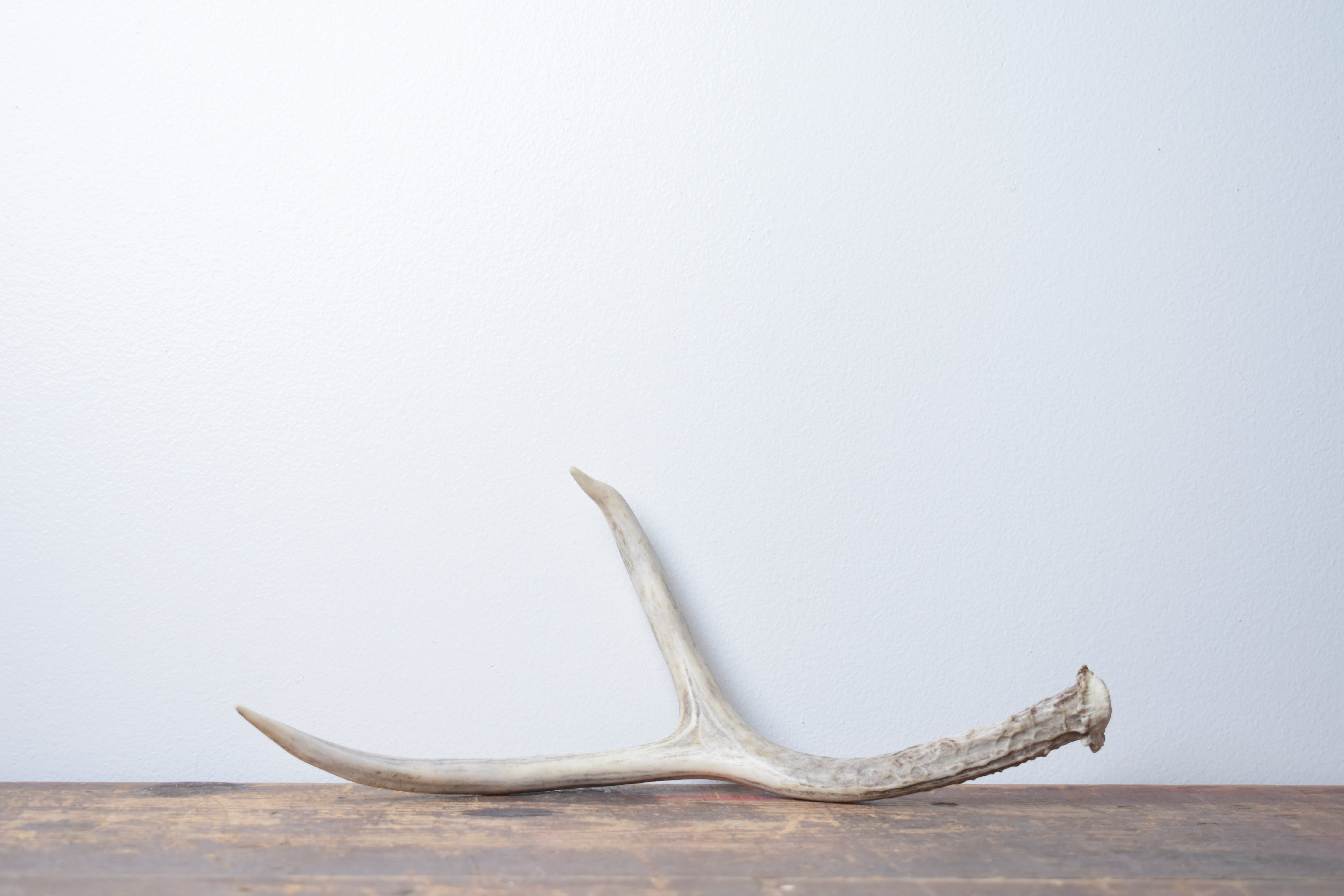 Mule Deer Antler | 47