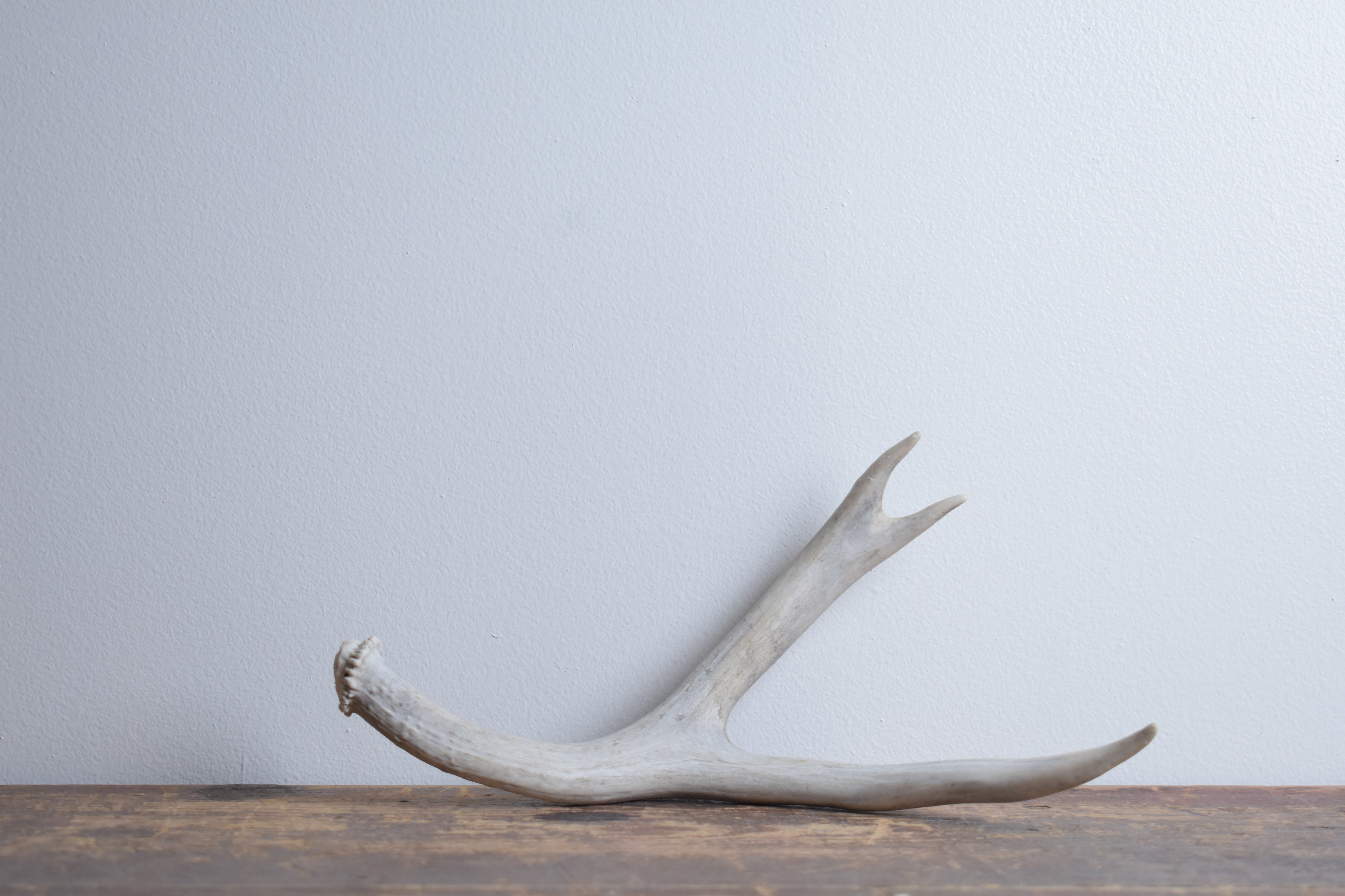 Mule Deer Antler | 48