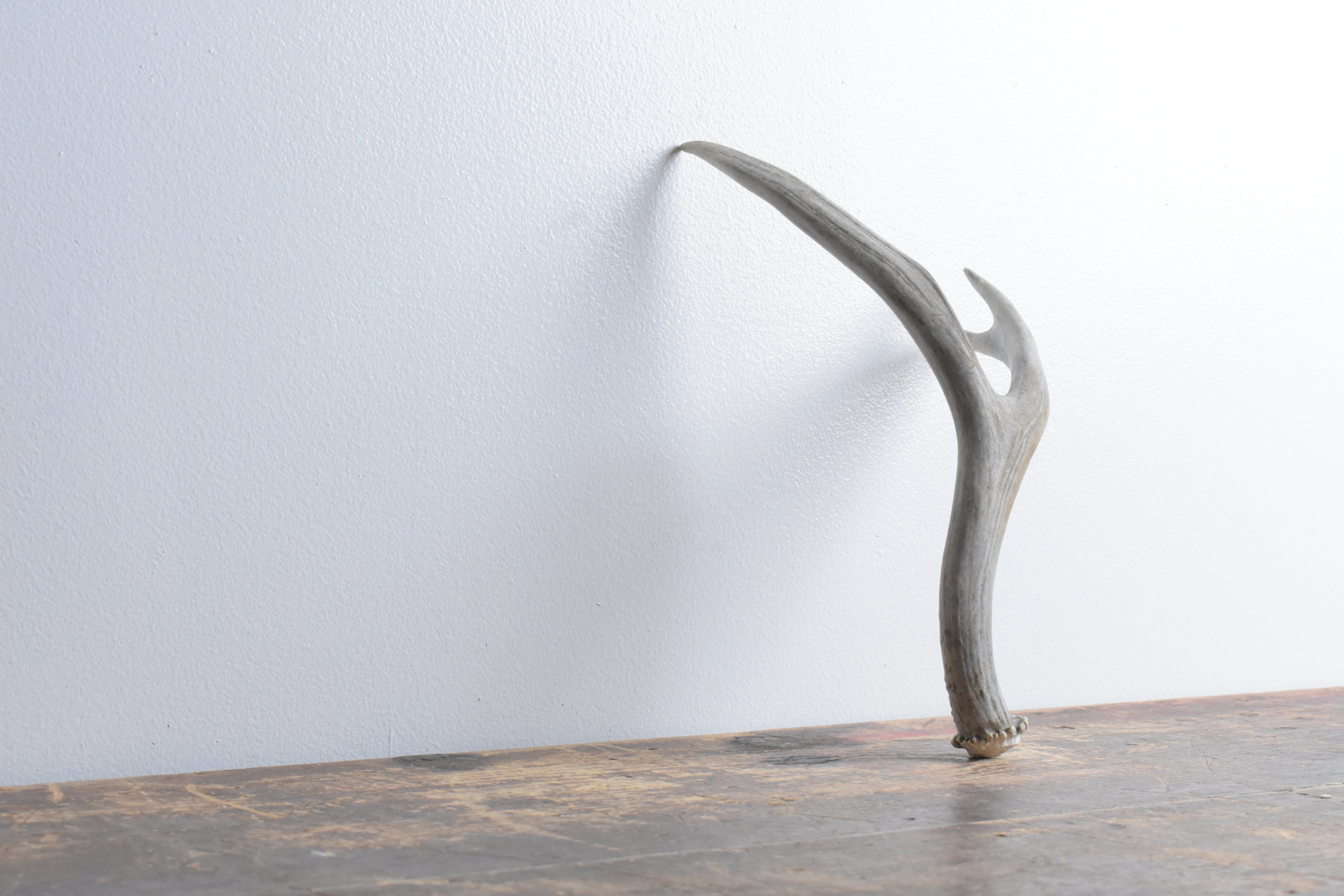 Mule Deer Antler | Small Size | 48