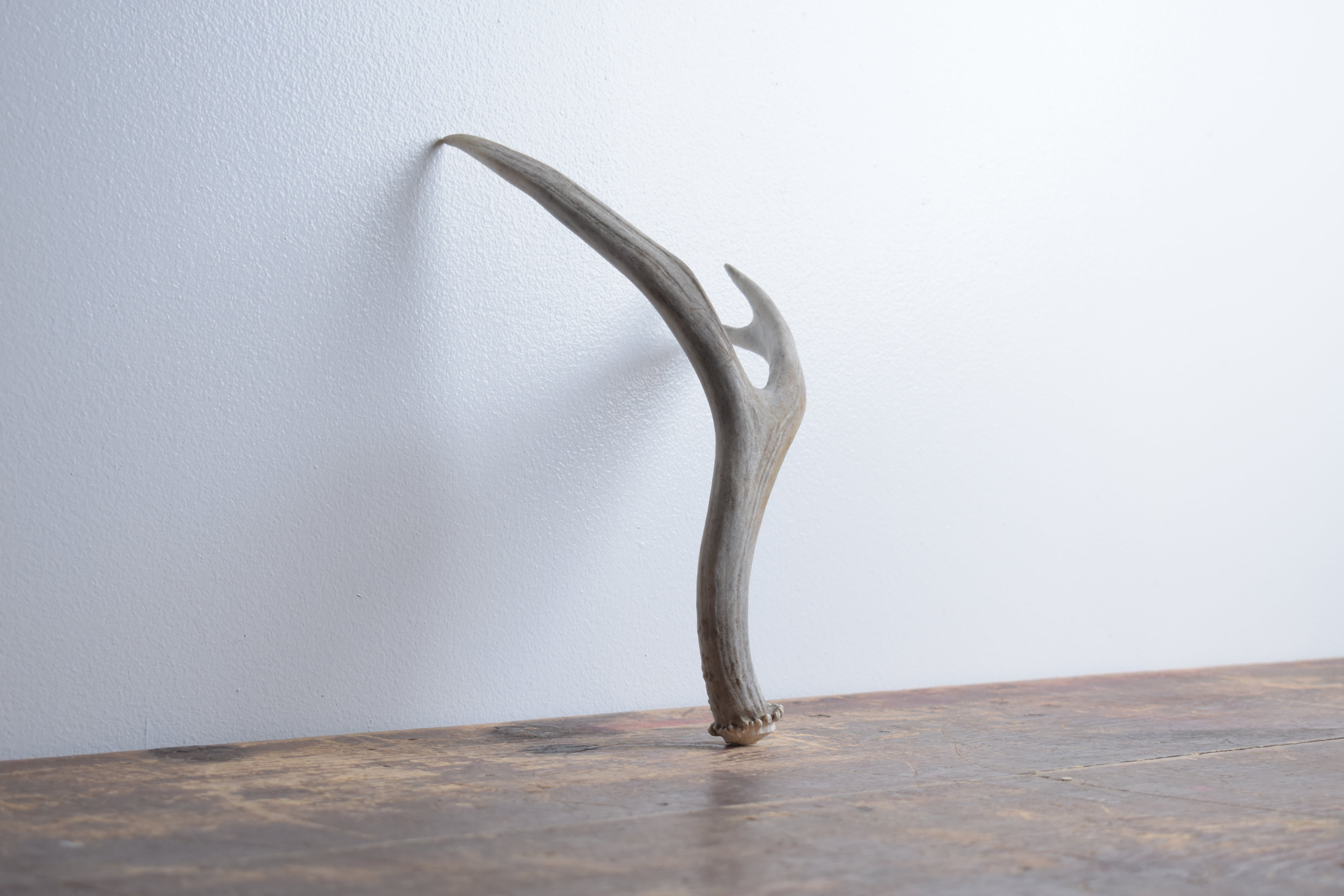 Mule Deer Antler | Small Size | 48