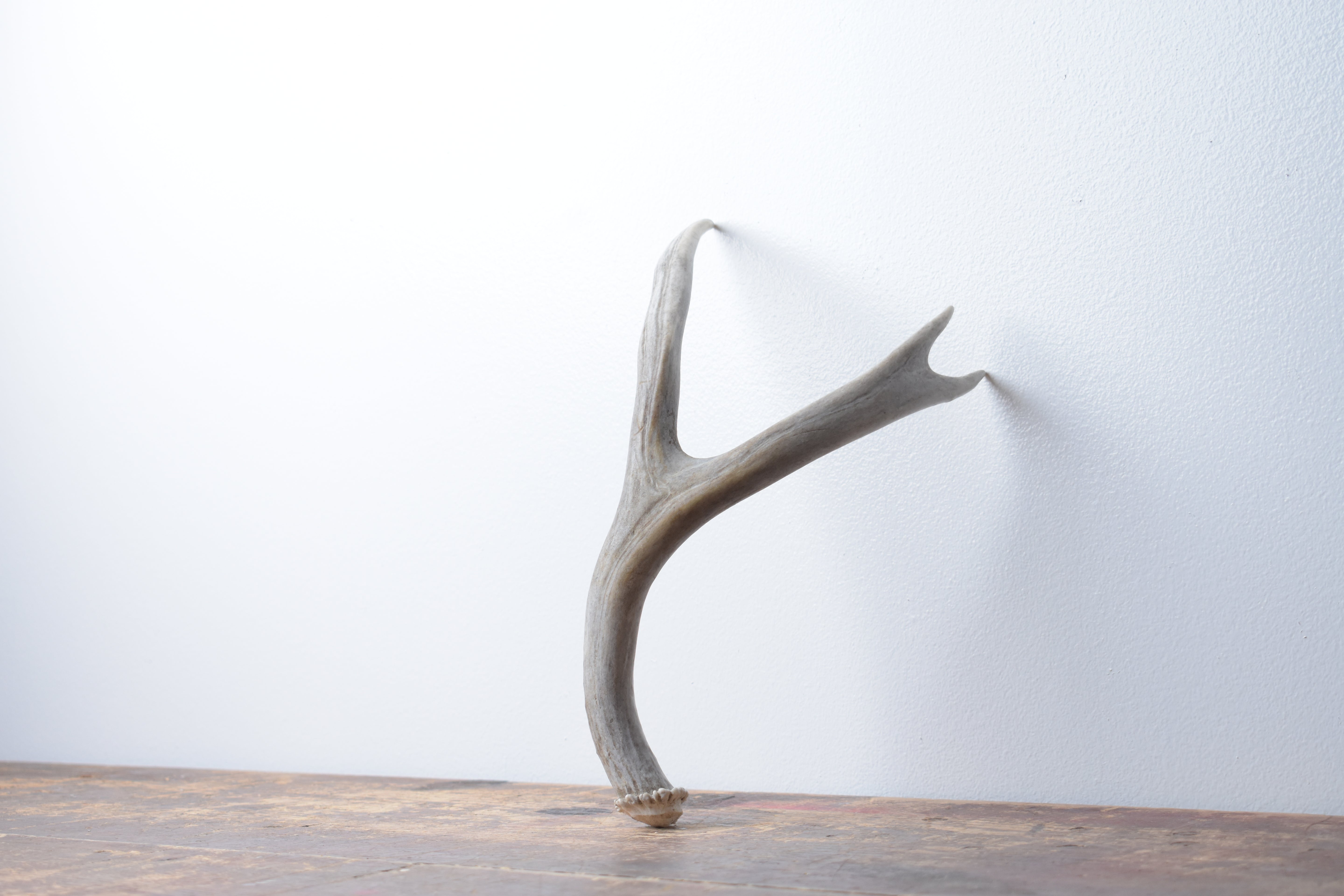 Mule Deer Antler | Small Size | 48