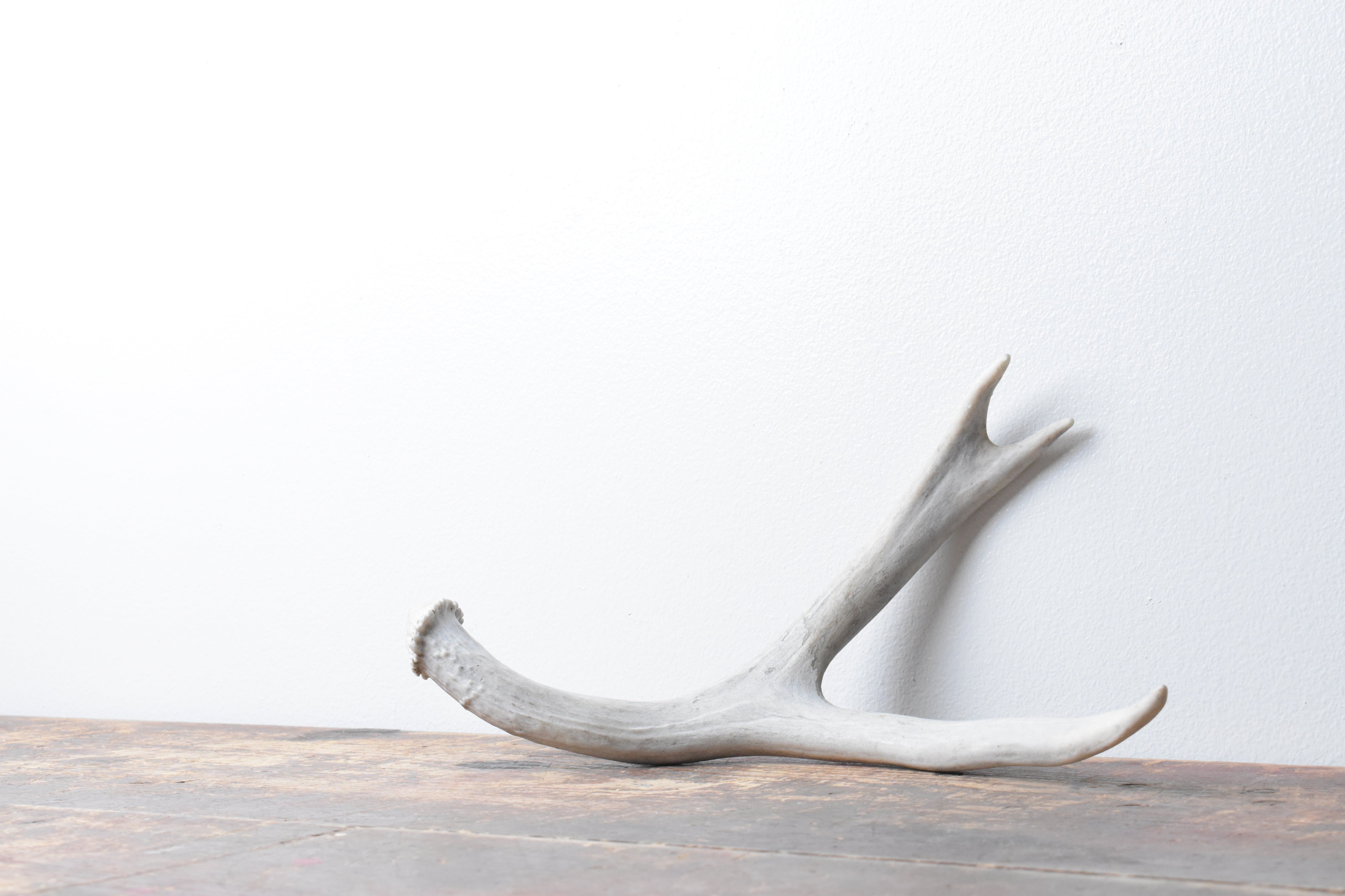 Mule Deer Antler | Small Size | 48