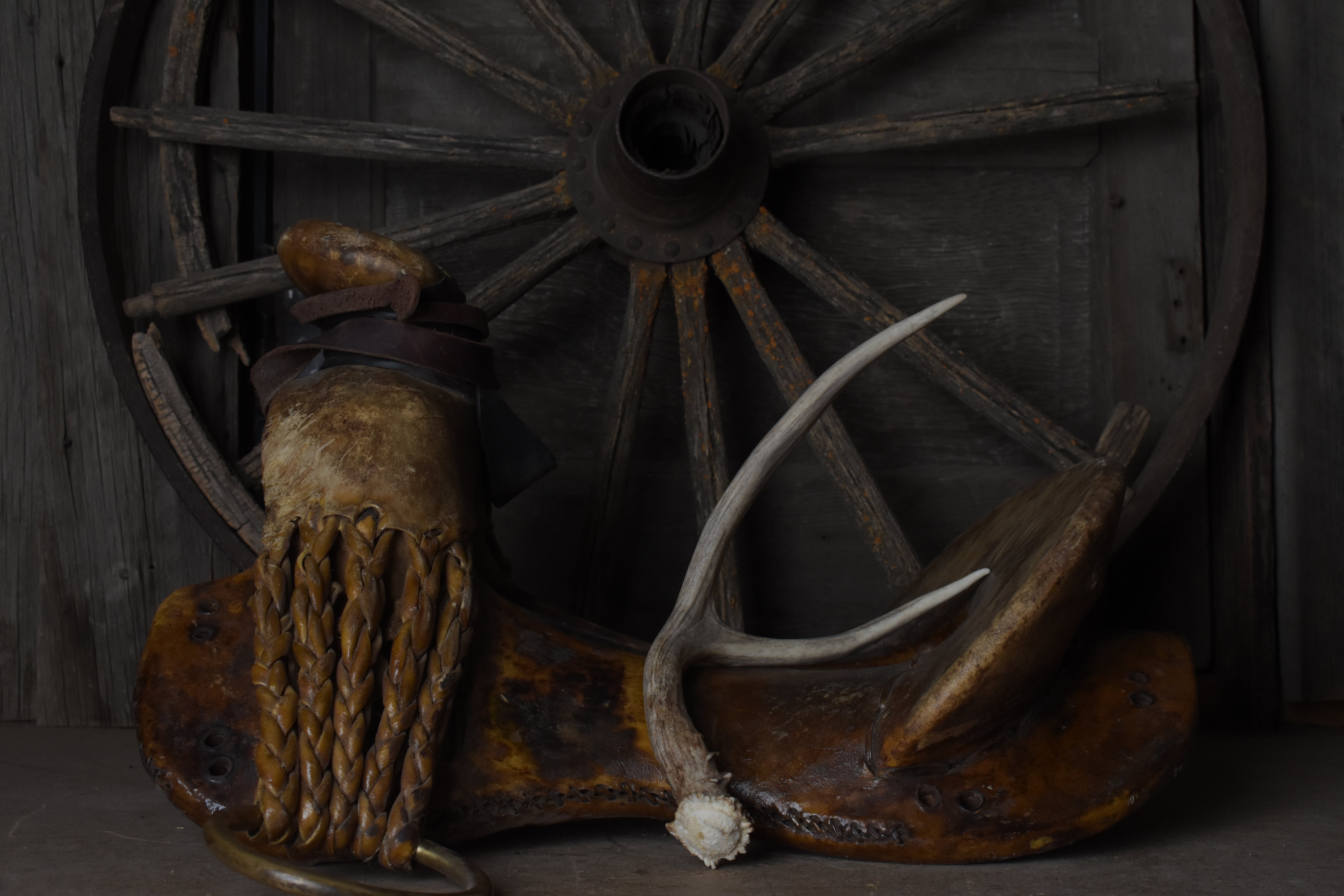 Mule Deer Antler | 37