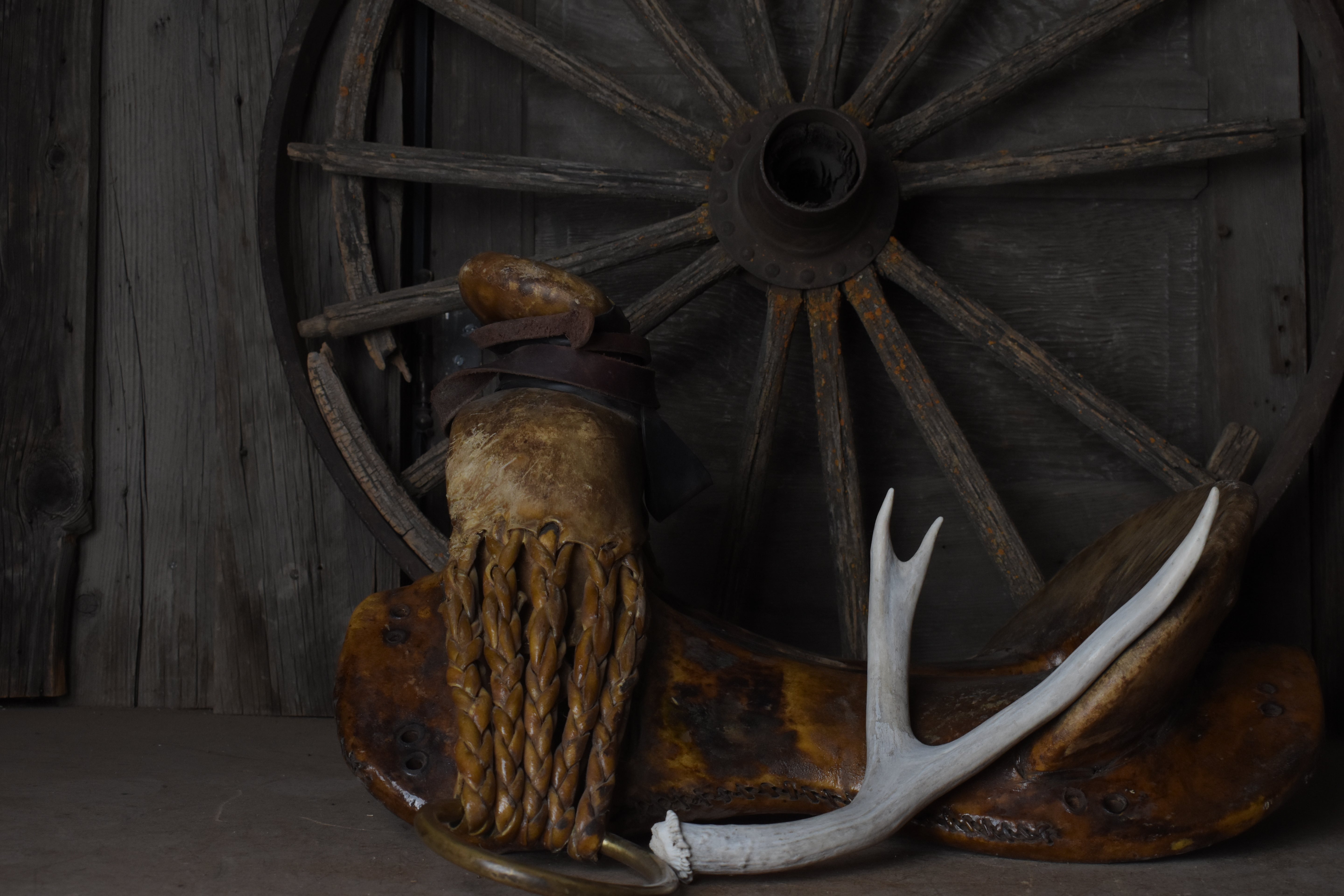 Mule Deer Antler | 48