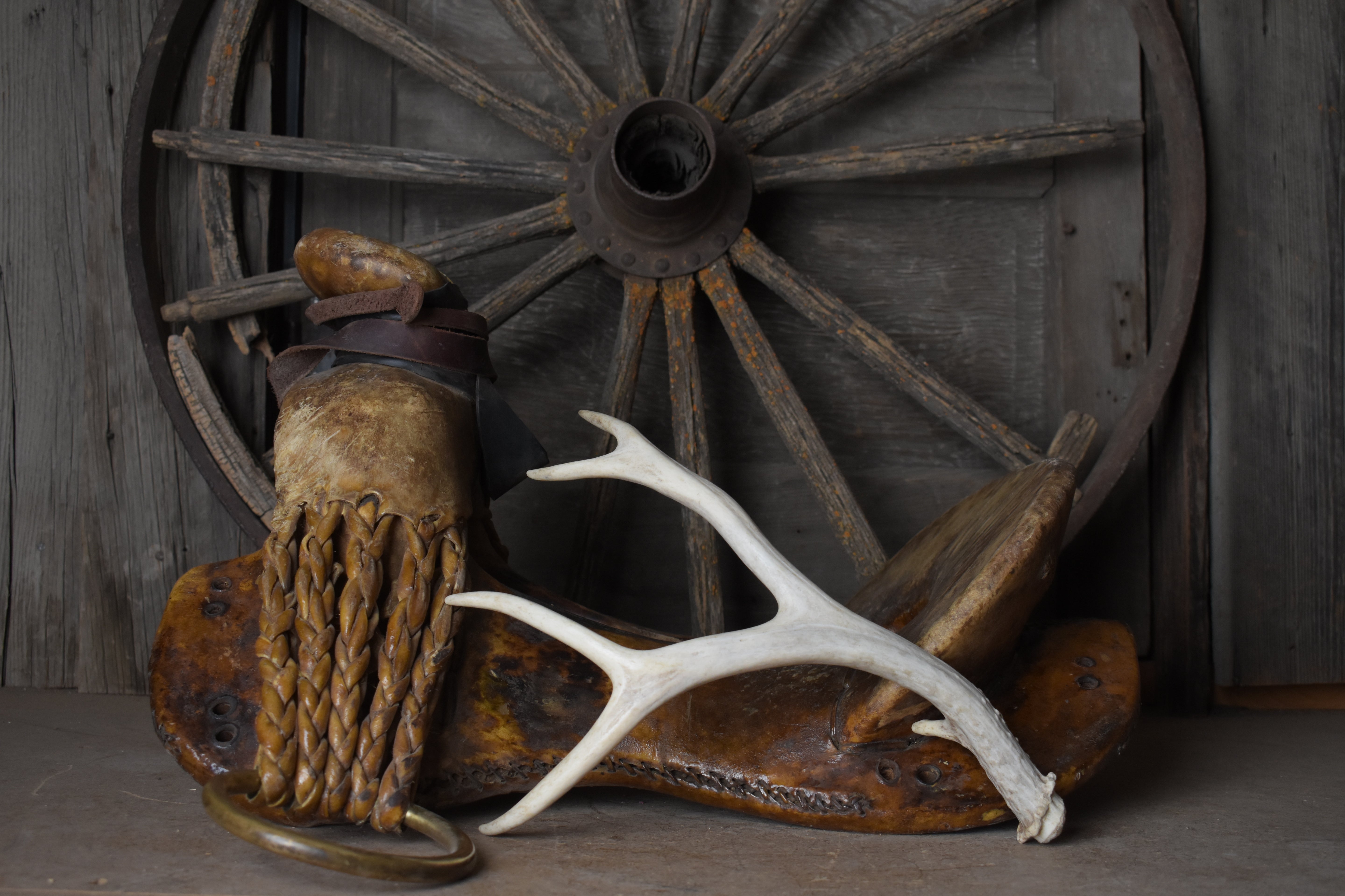 Mule Deer Antler | 44
