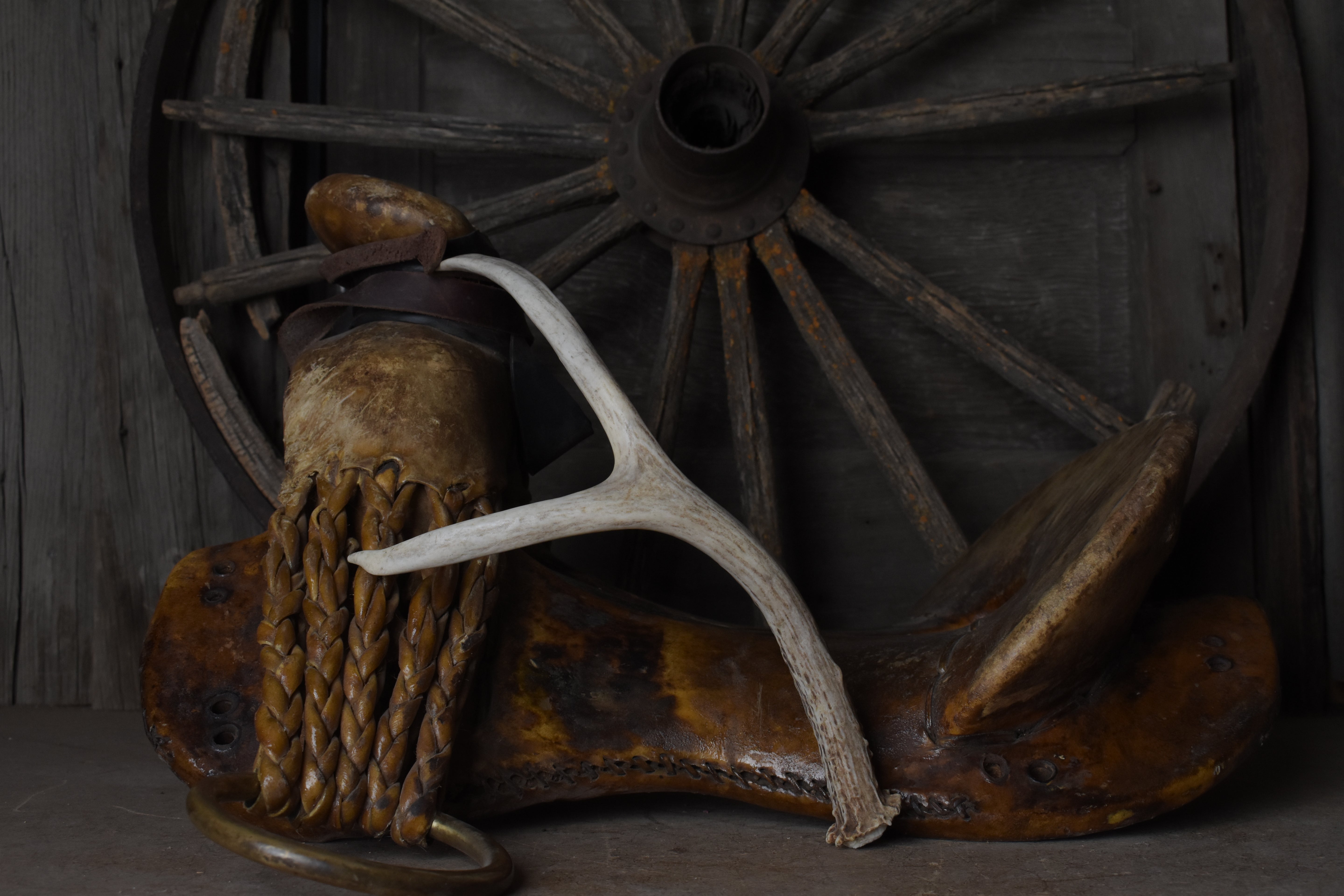 Mule Deer Antler | 47