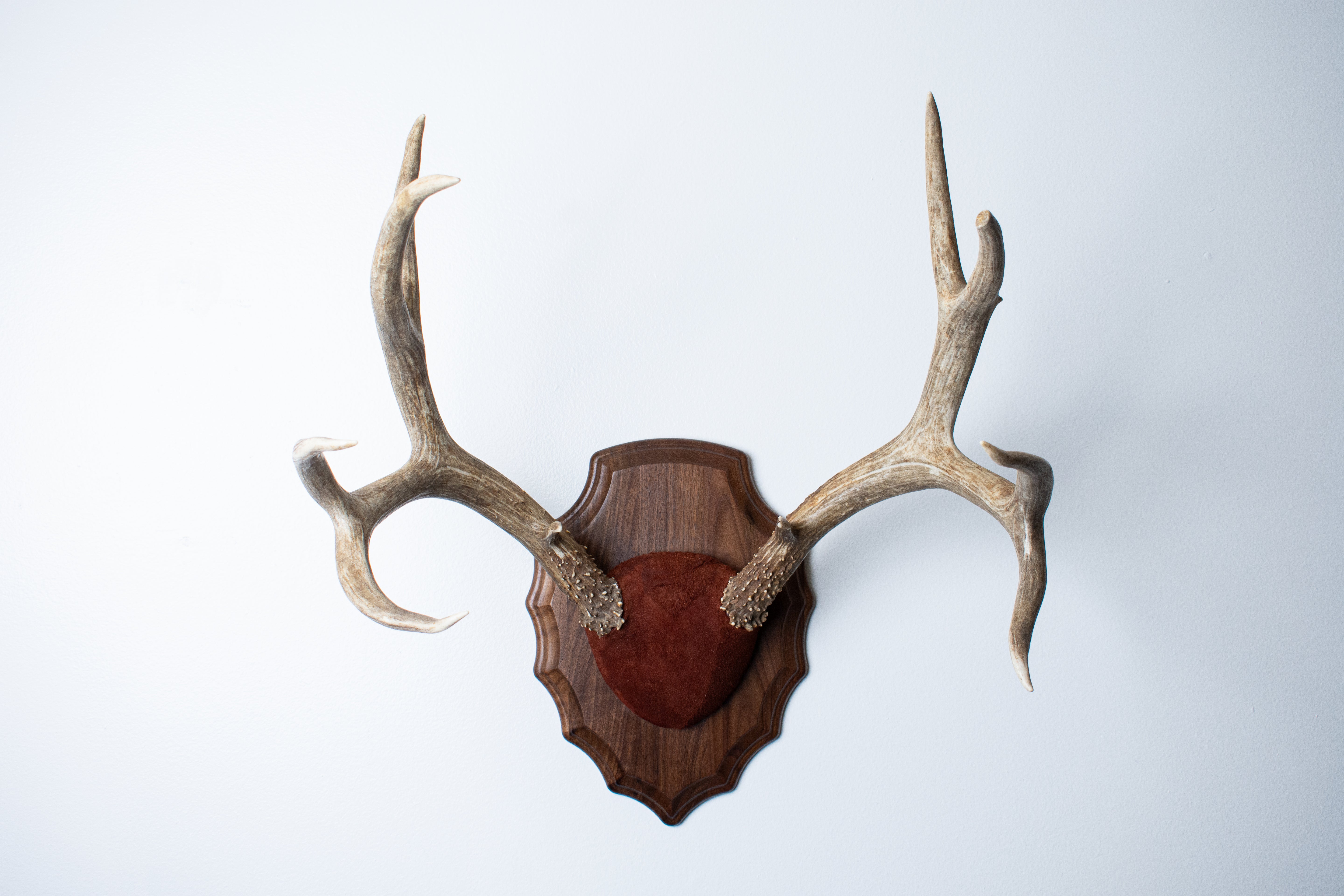 Mule Deer Antler Mount | Burgundy | 07