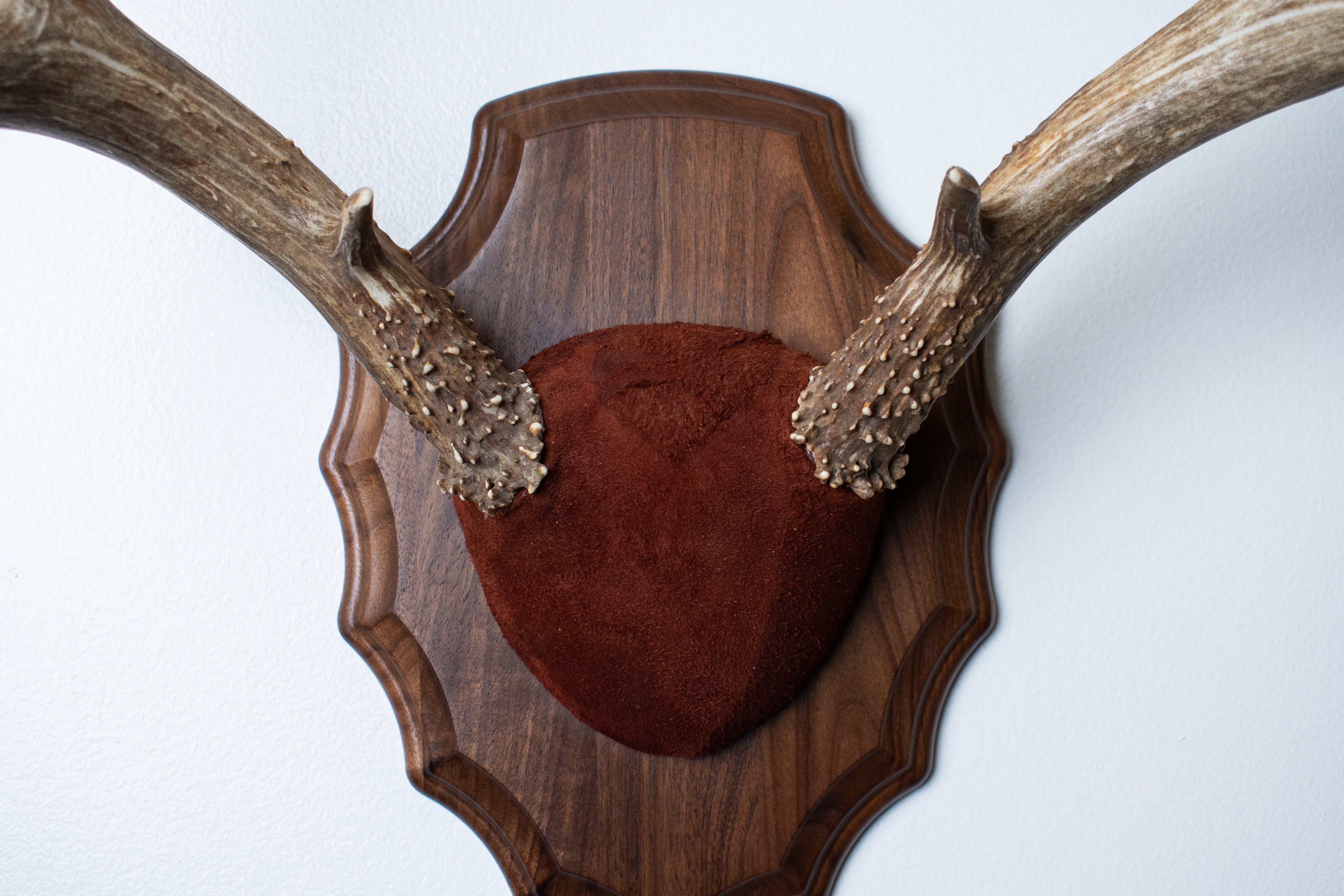 Mule Deer Antler Mount | Burgundy | 07