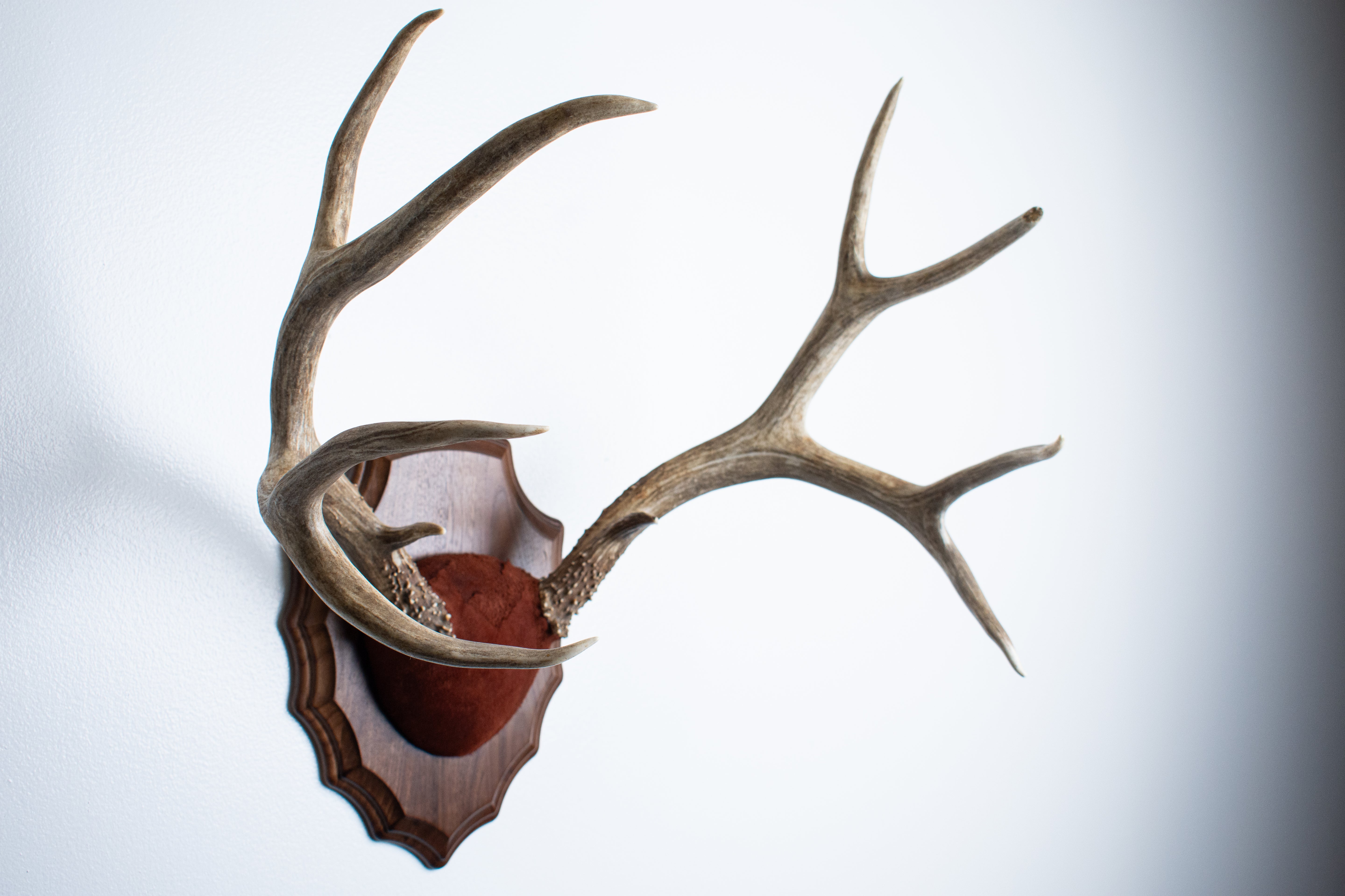 Mule Deer Antler Mount | Burgundy | 07