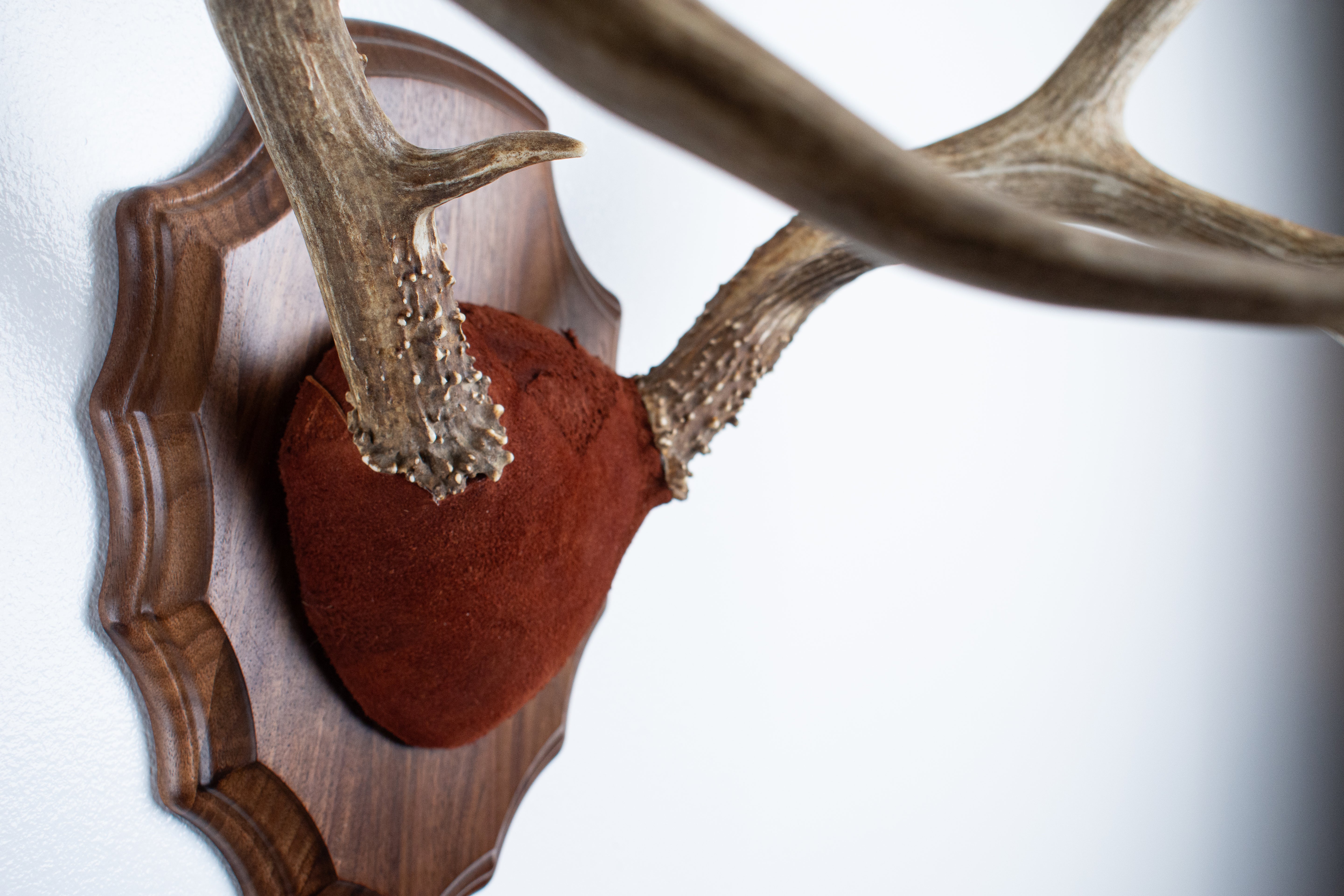 Mule Deer Antler Mount | Burgundy | 07