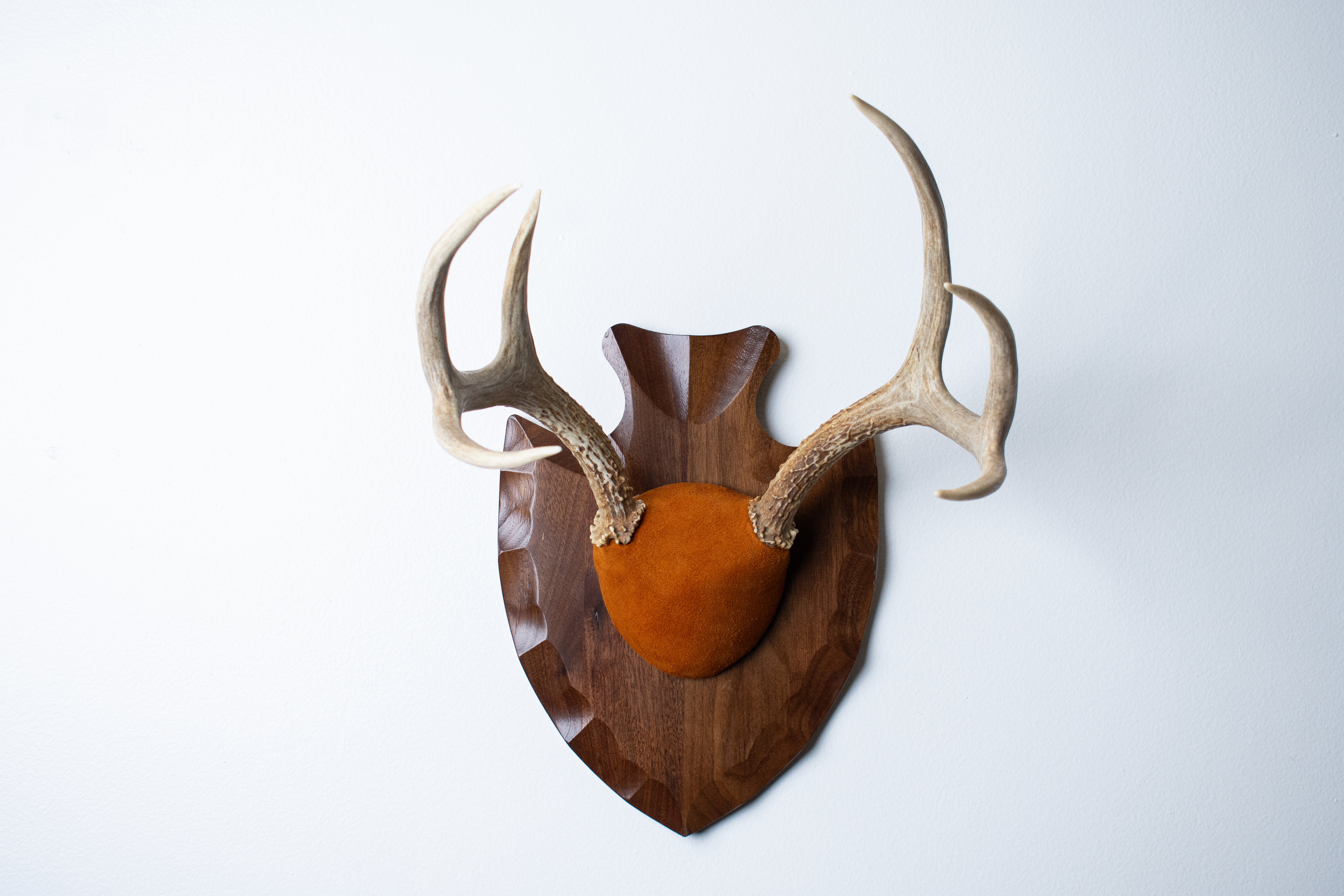 Whitetail Deer Antler Mount | Nutmeg | 01