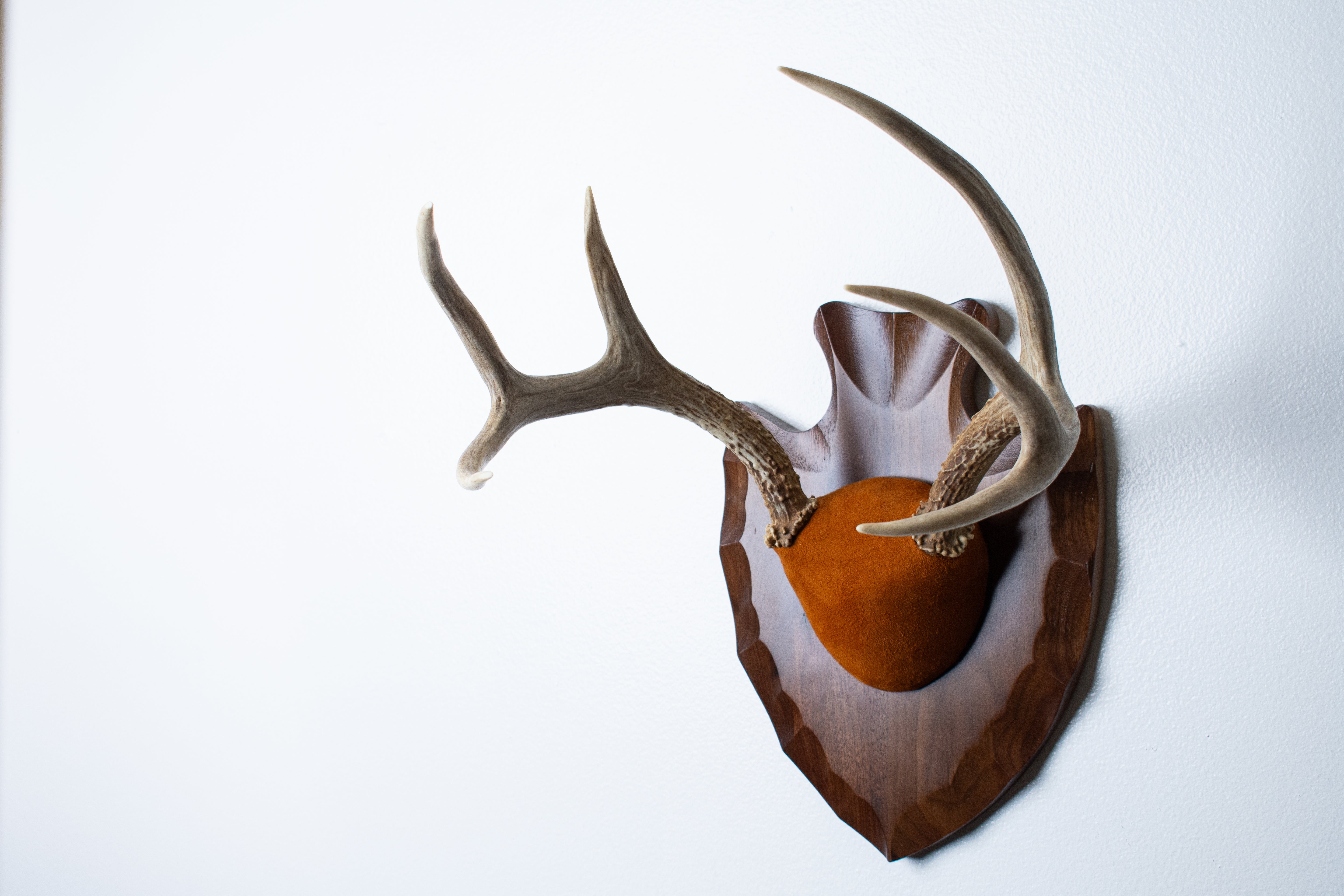 Whitetail Deer Antler Mount | Nutmeg | 01