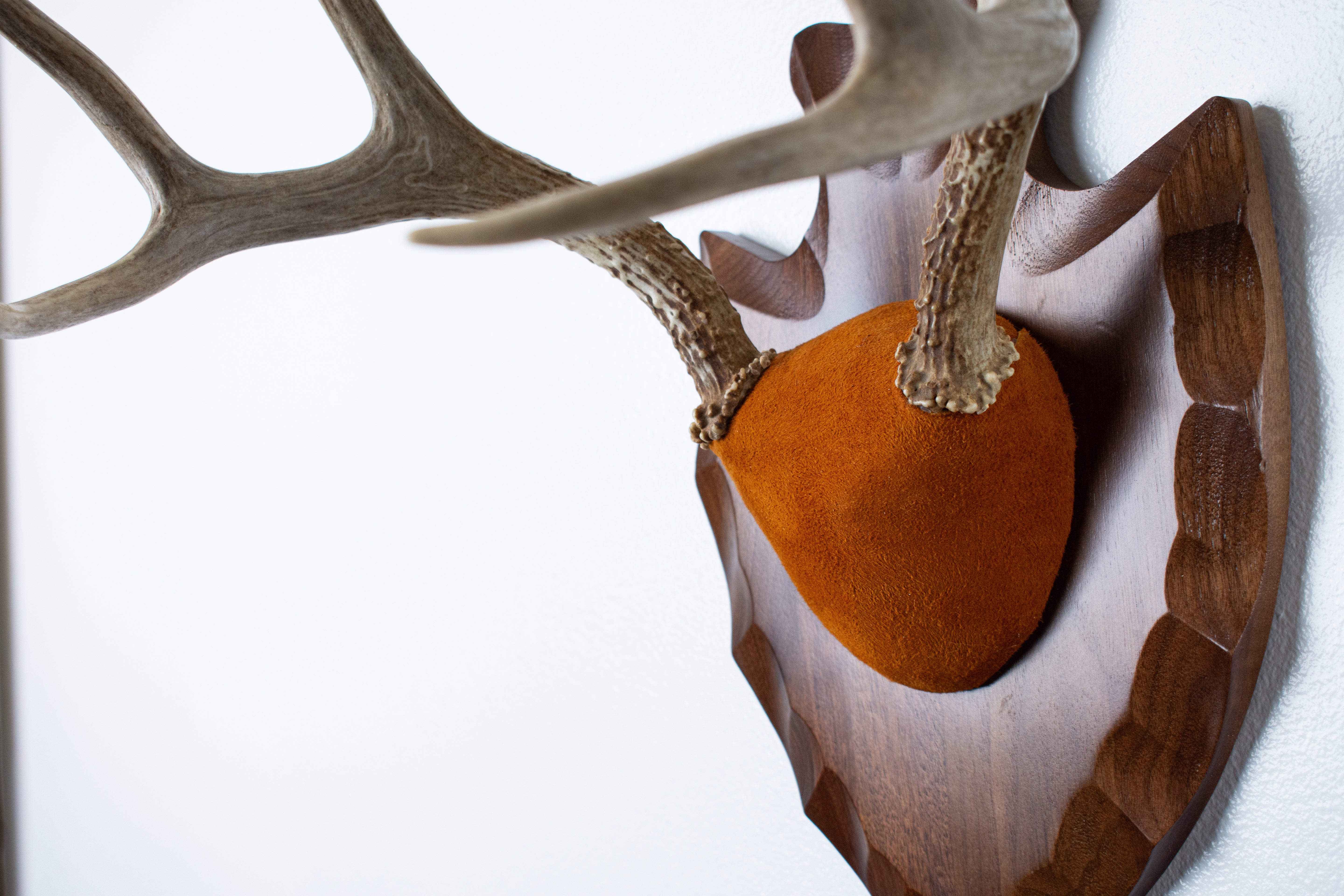 Whitetail Deer Antler Mount | Nutmeg | 01