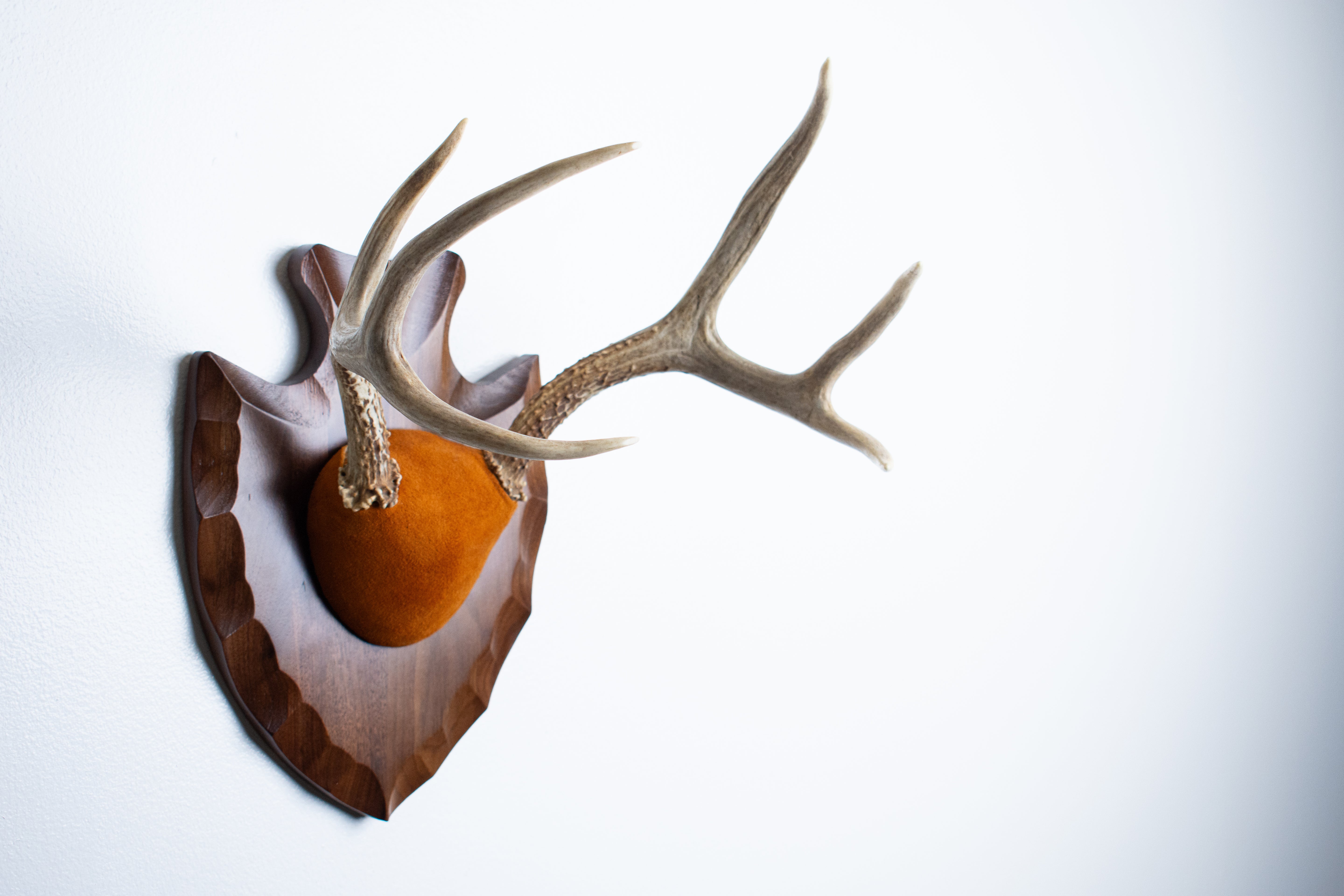 Whitetail Deer Antler Mount | Nutmeg | 01