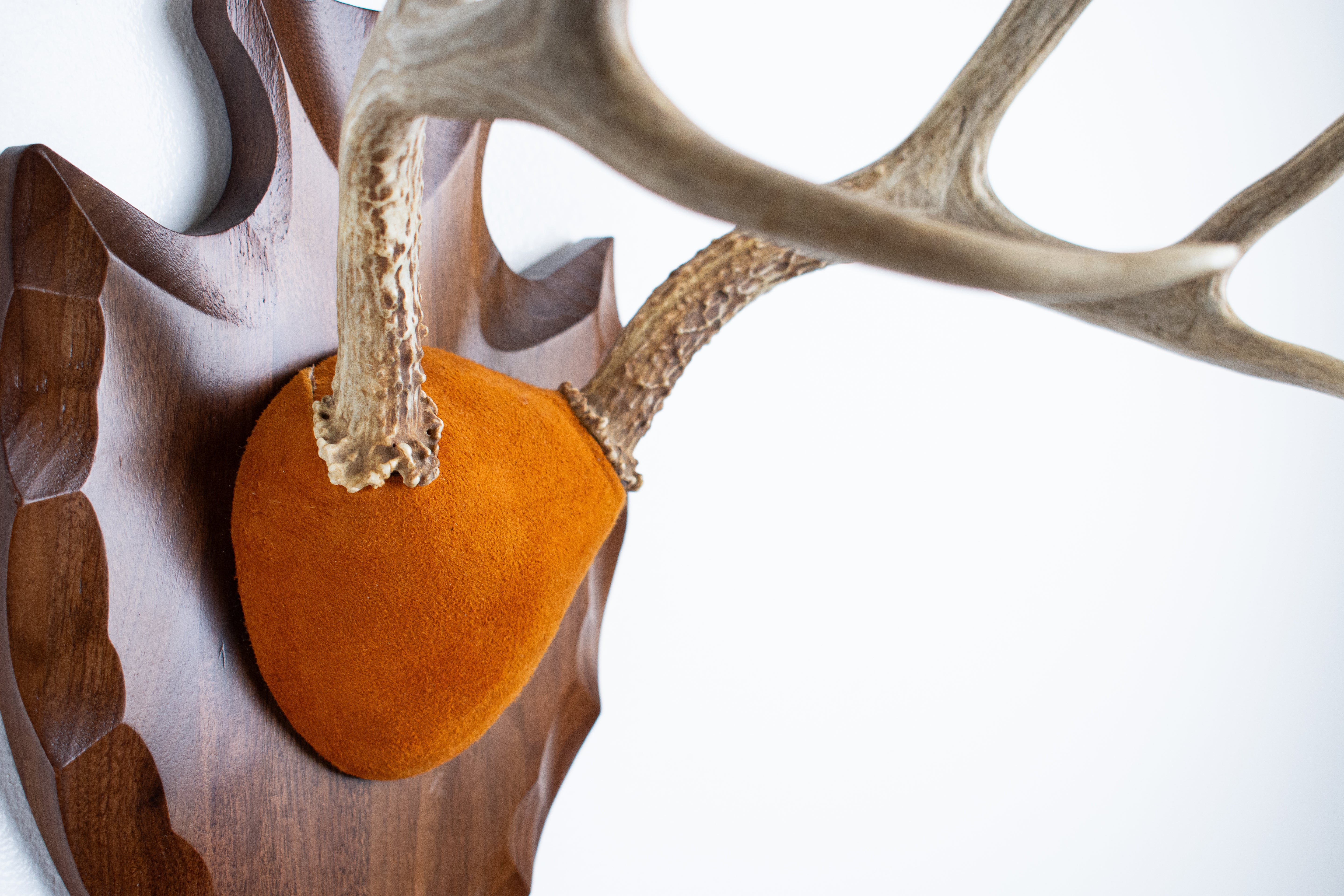Whitetail Deer Antler Mount | Nutmeg | 01