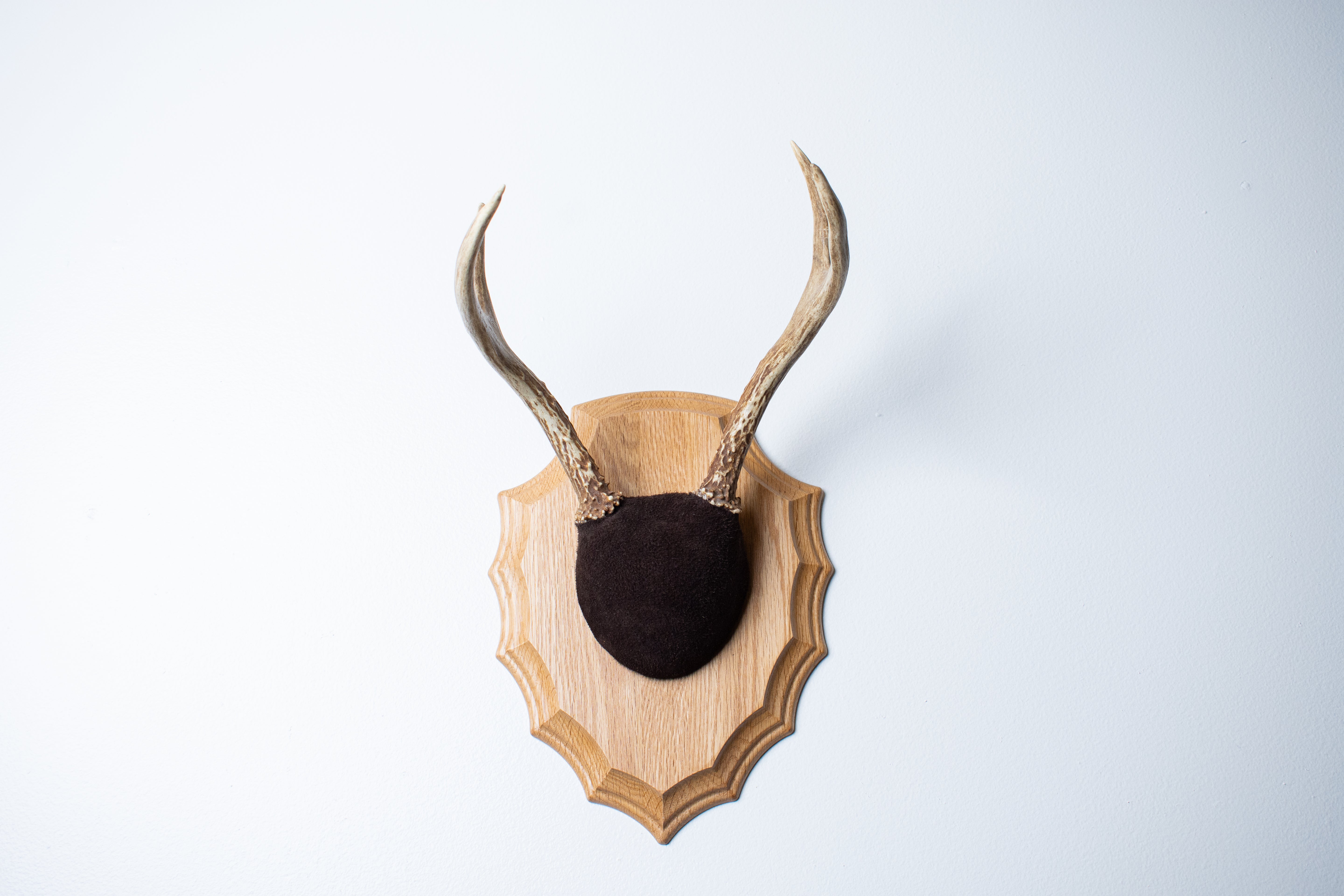 Whitetail Deer Antler Mount | Chocolate | 03