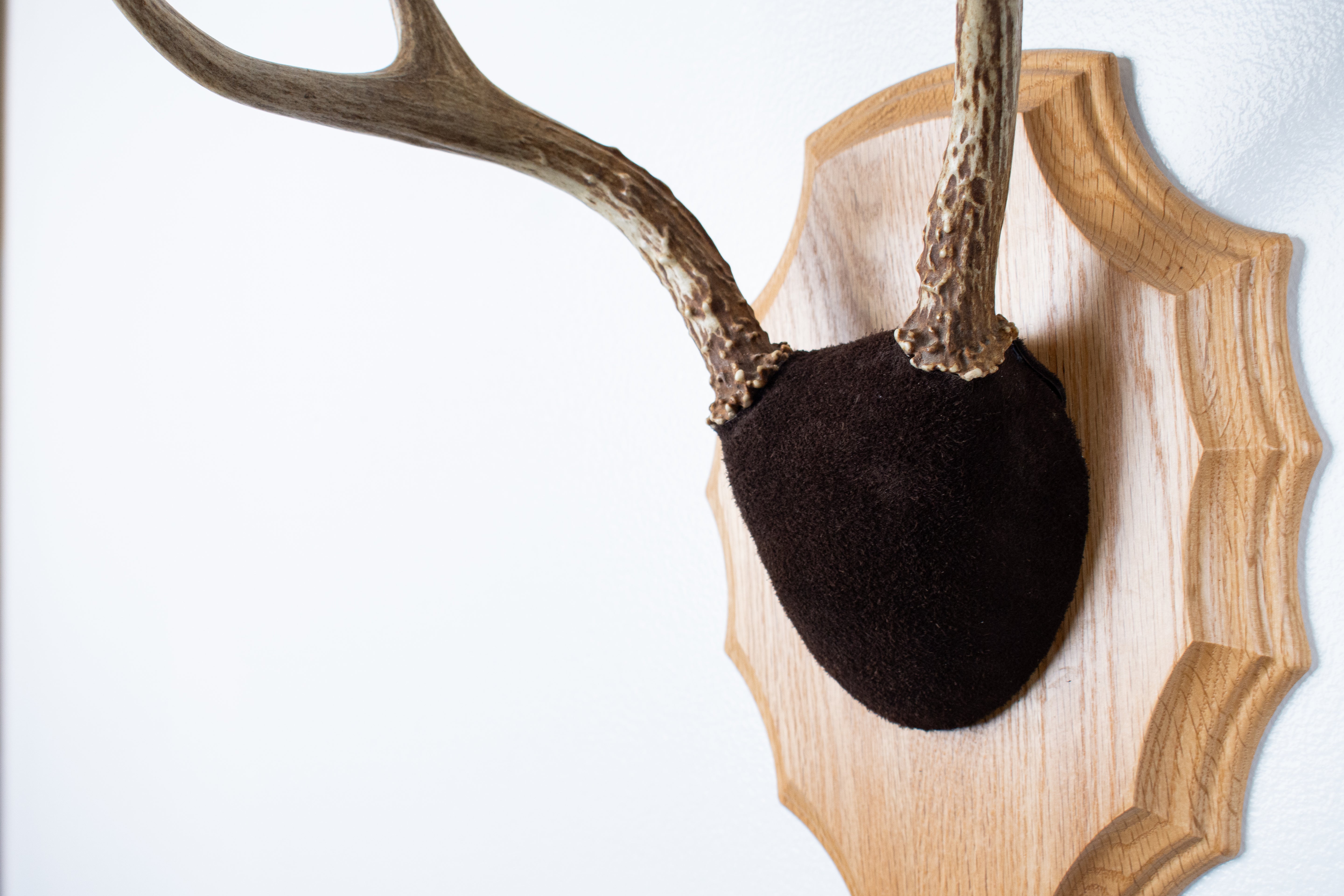 Whitetail Deer Antler Mount | Chocolate | 03