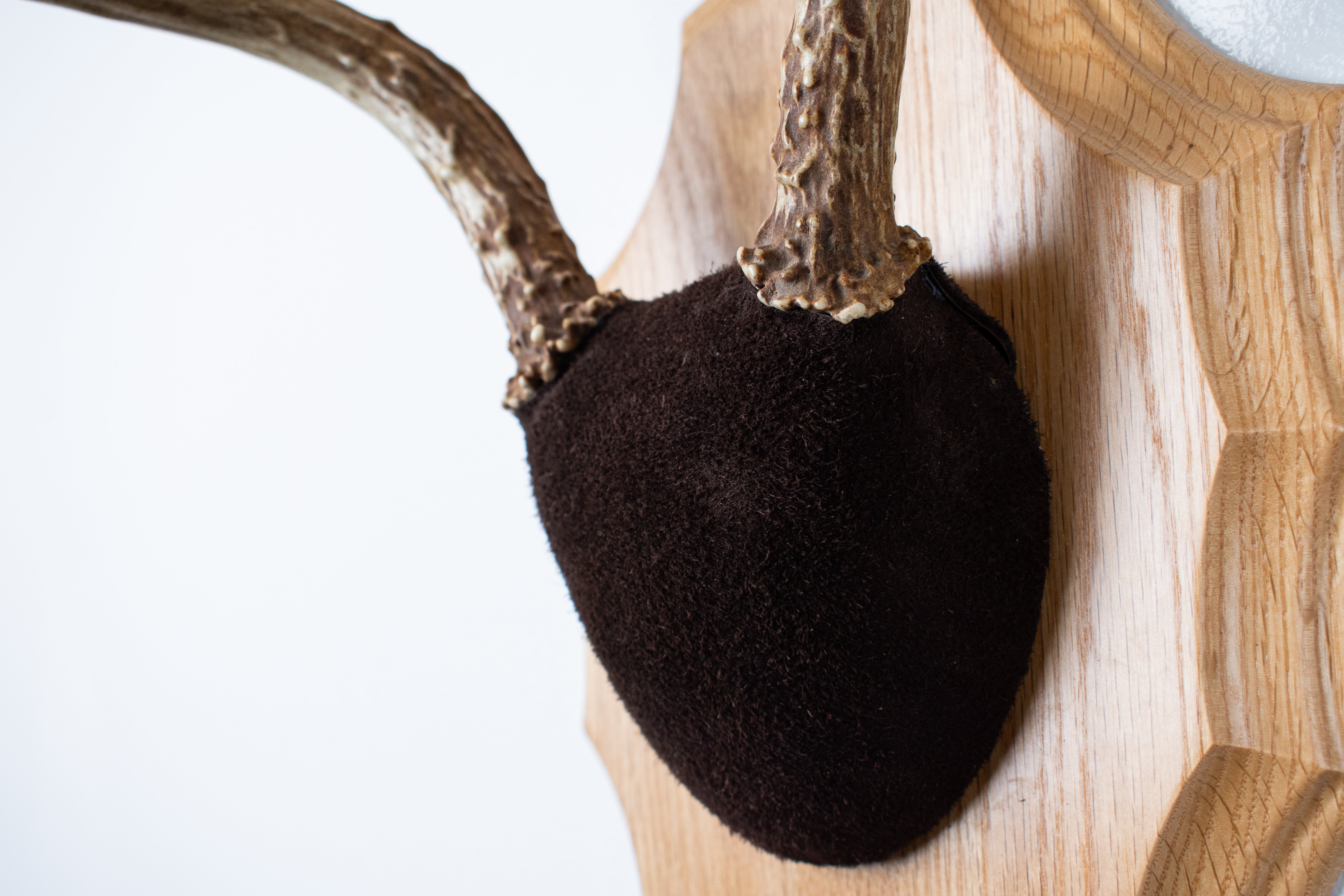 Whitetail Deer Antler Mount | Chocolate | 03