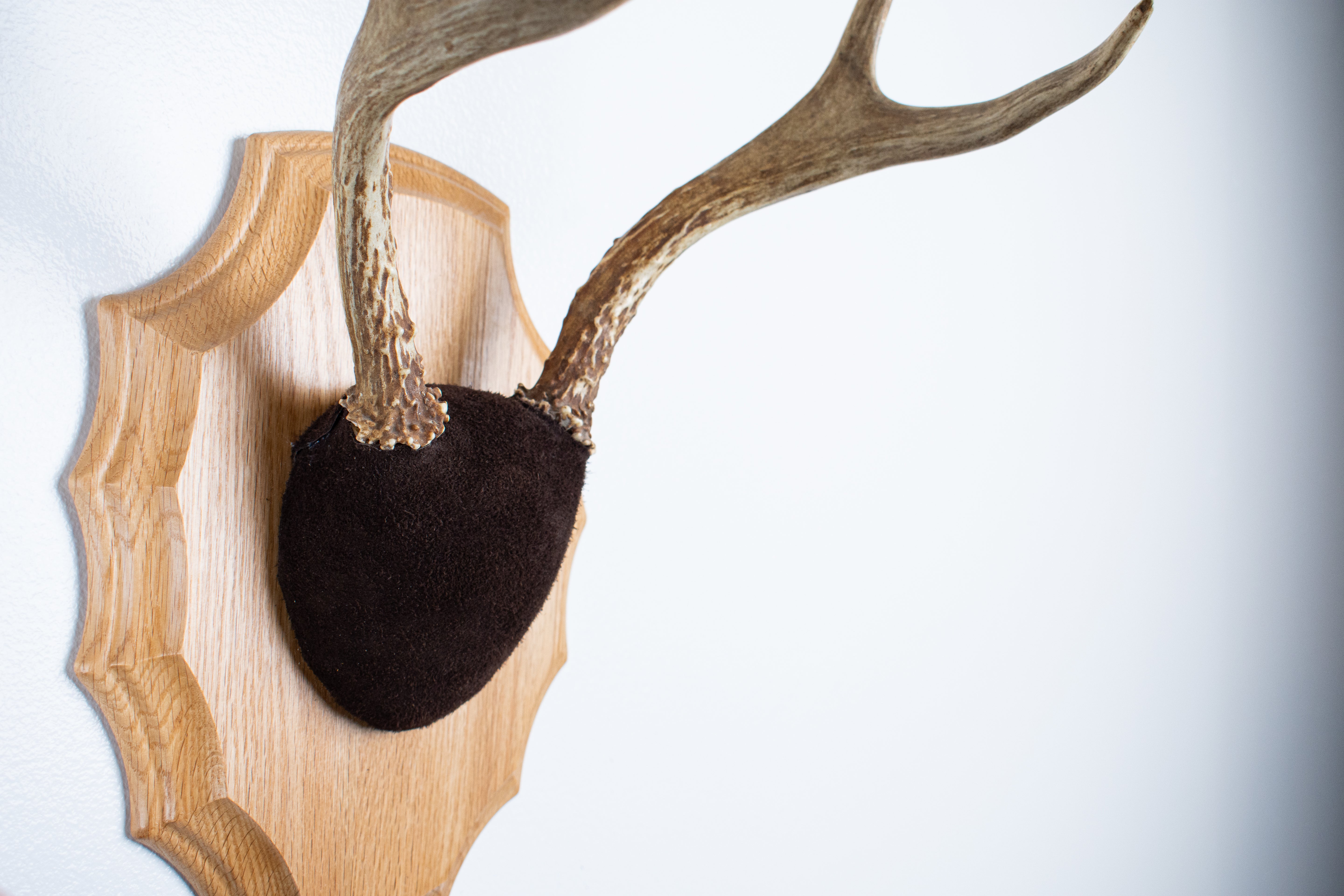 Whitetail Deer Antler Mount | Chocolate | 03