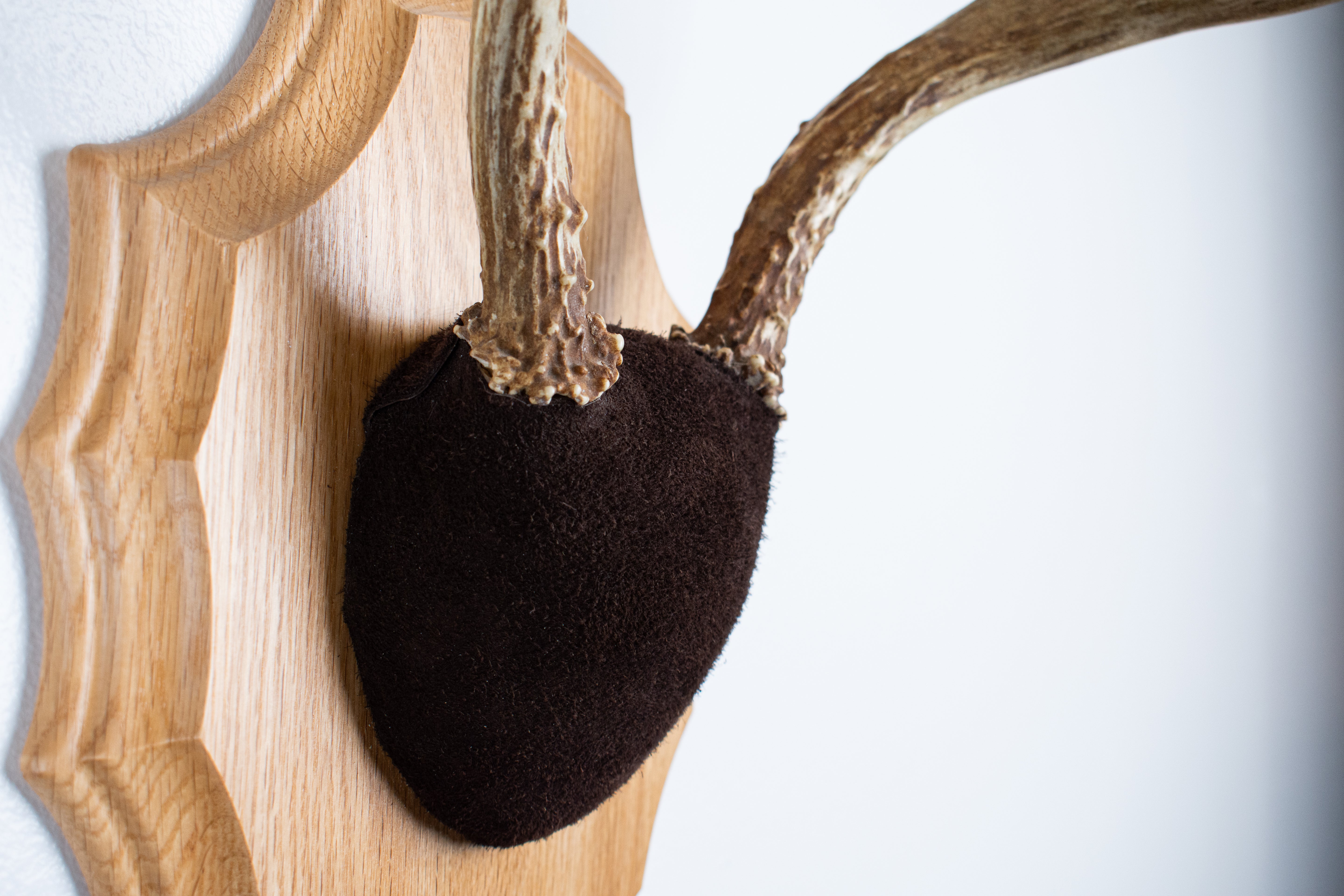 Whitetail Deer Antler Mount | Chocolate | 03