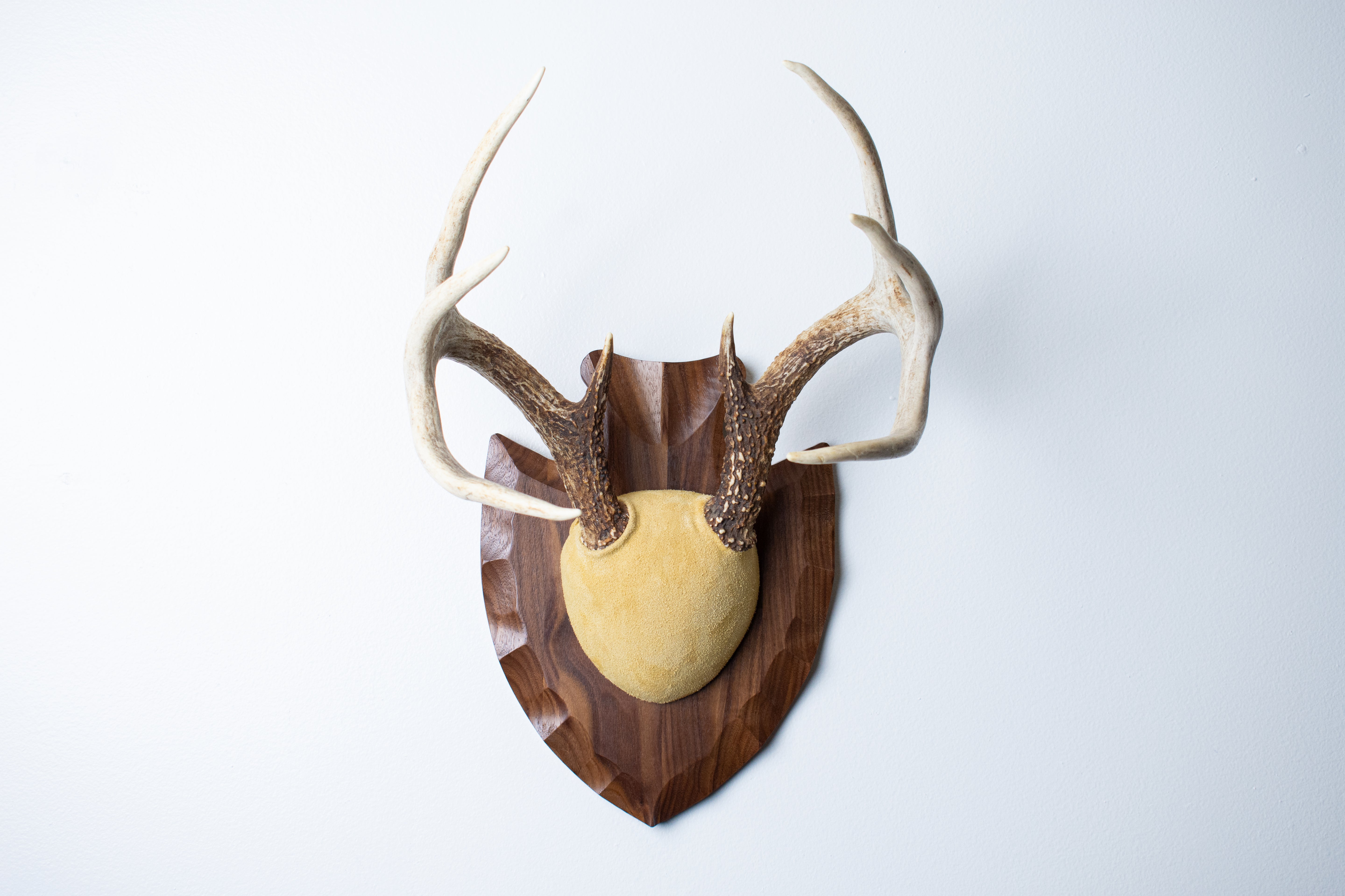 Whitetail Deer Antler Mount | Honey | 04