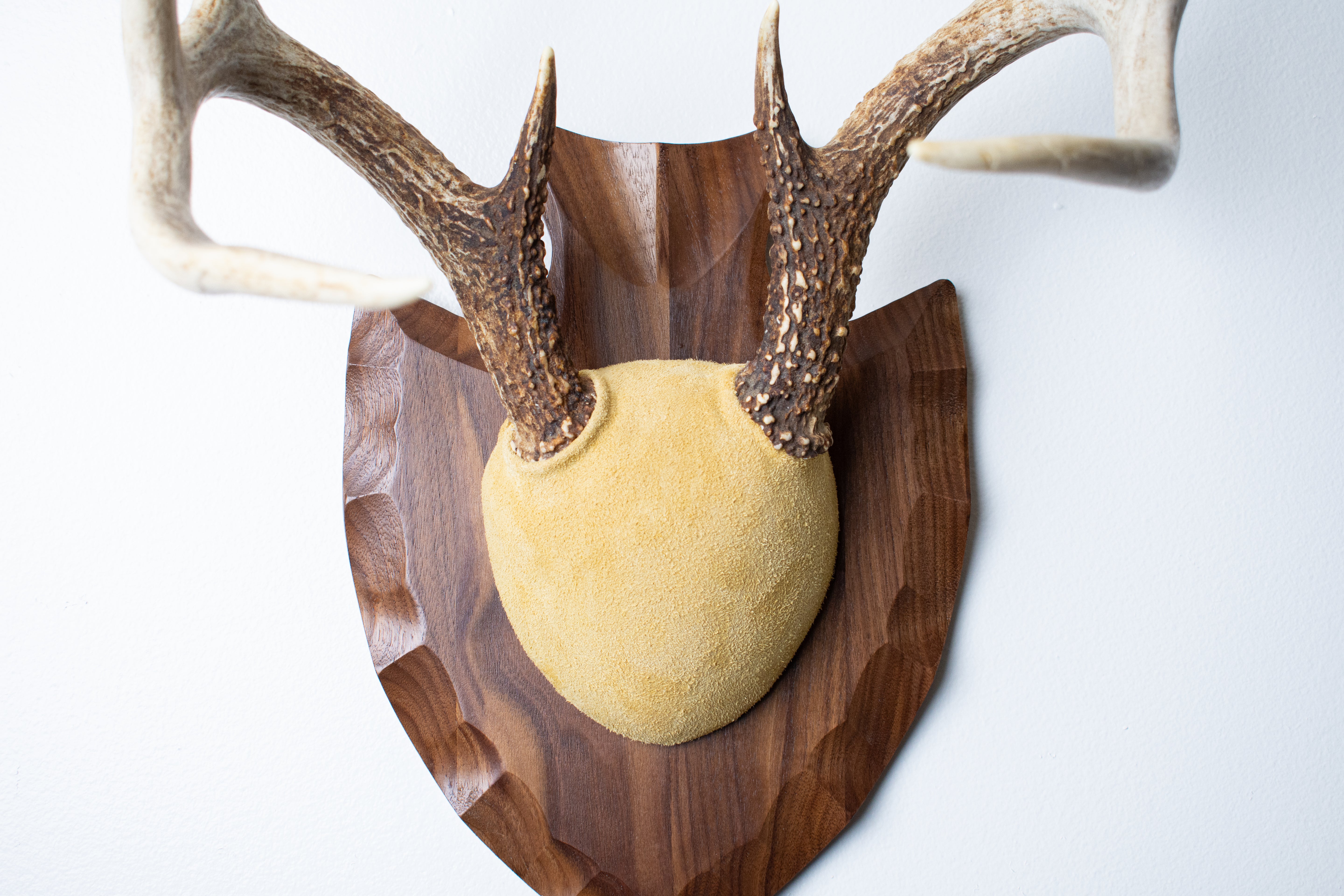 Whitetail Deer Antler Mount | Honey | 04