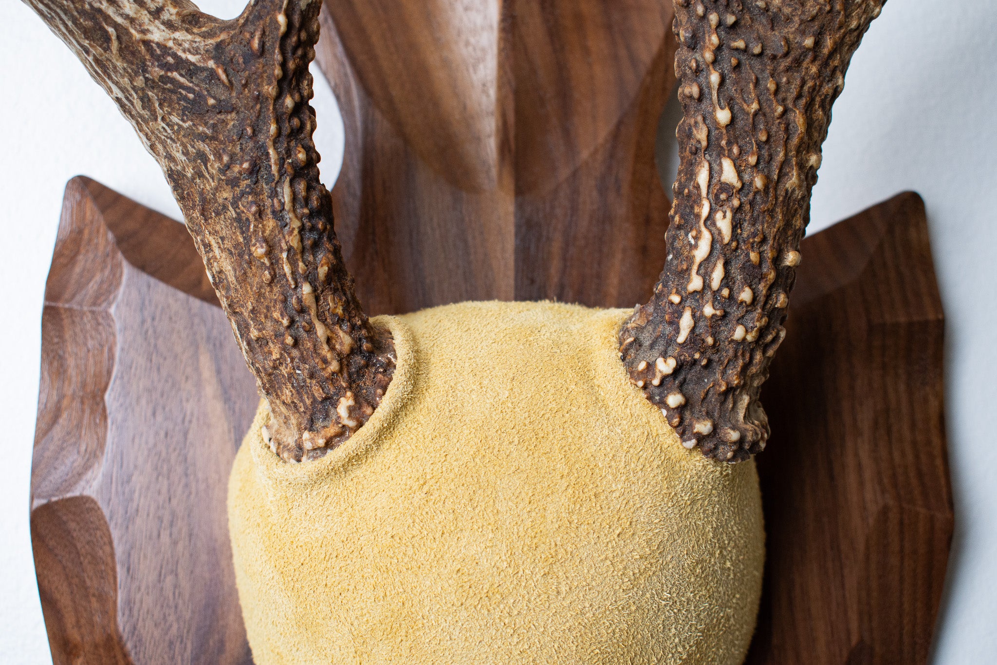 Whitetail Deer Antler Mount | Honey | 04