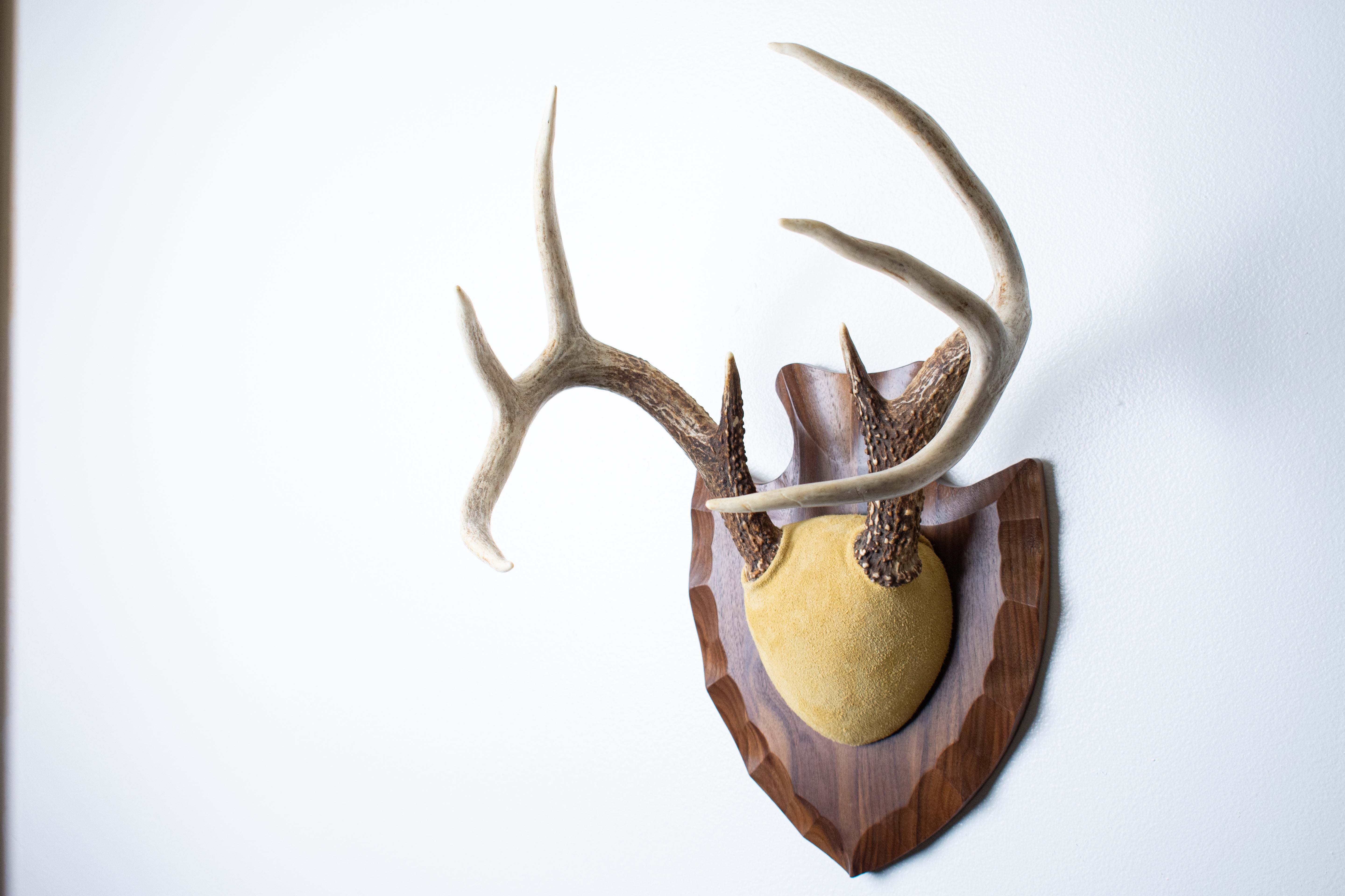 Whitetail Deer Antler Mount | Honey | 04
