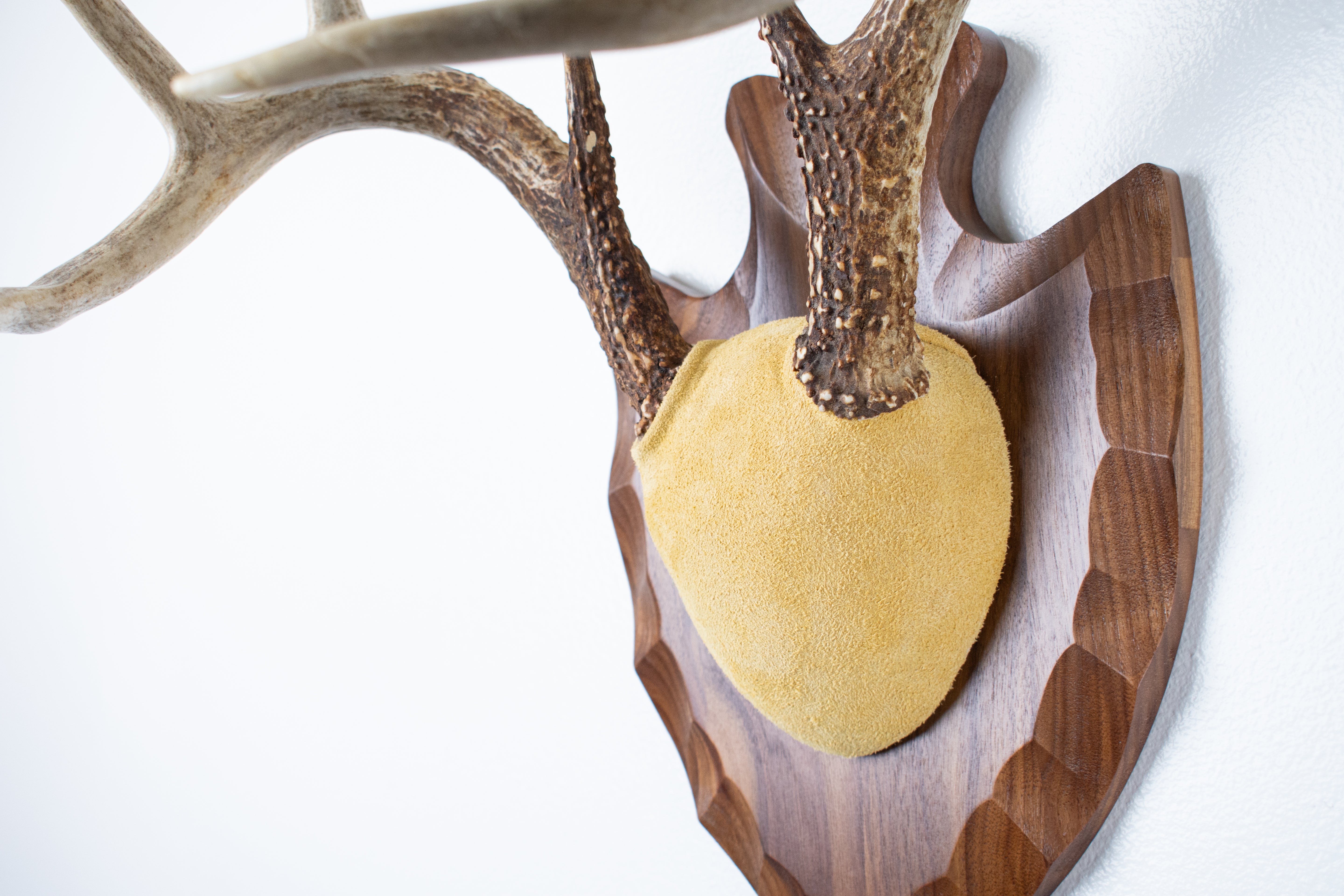 Whitetail Deer Antler Mount | Honey | 04