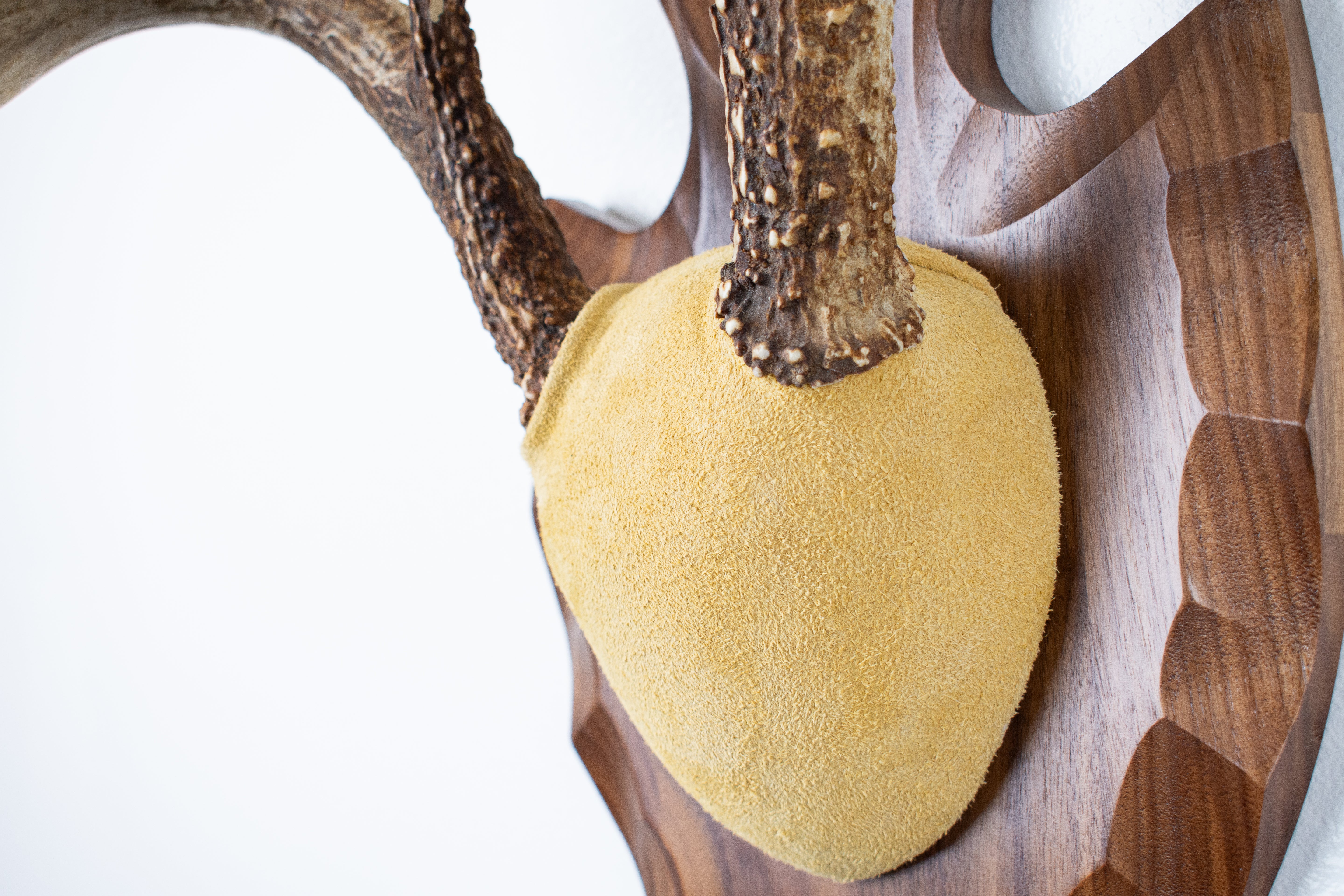 Whitetail Deer Antler Mount | Honey | 04